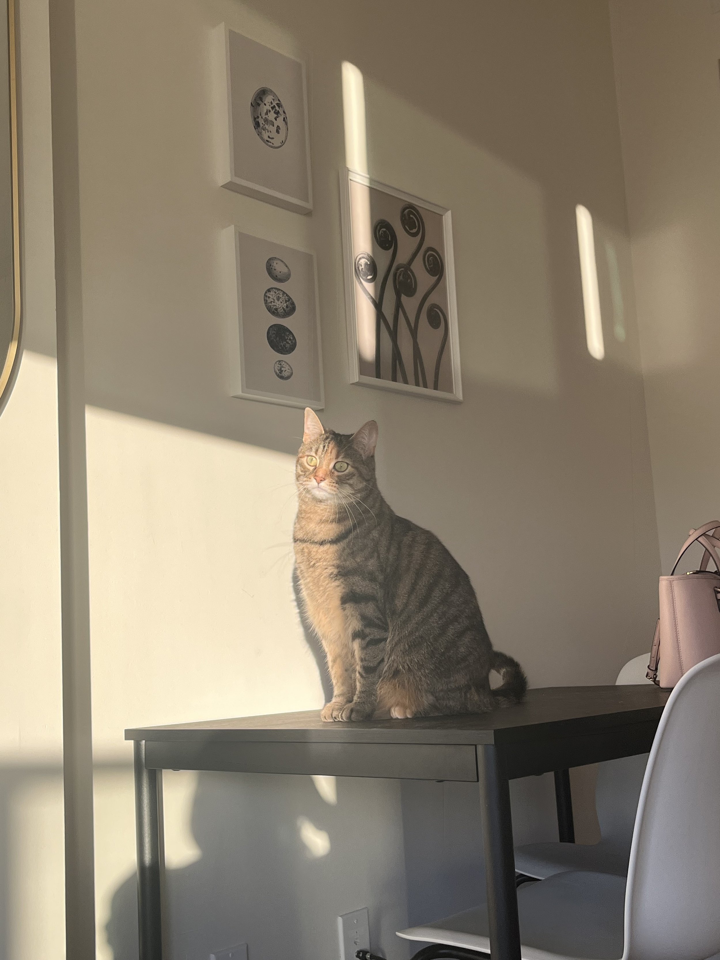 Gladys - Cat