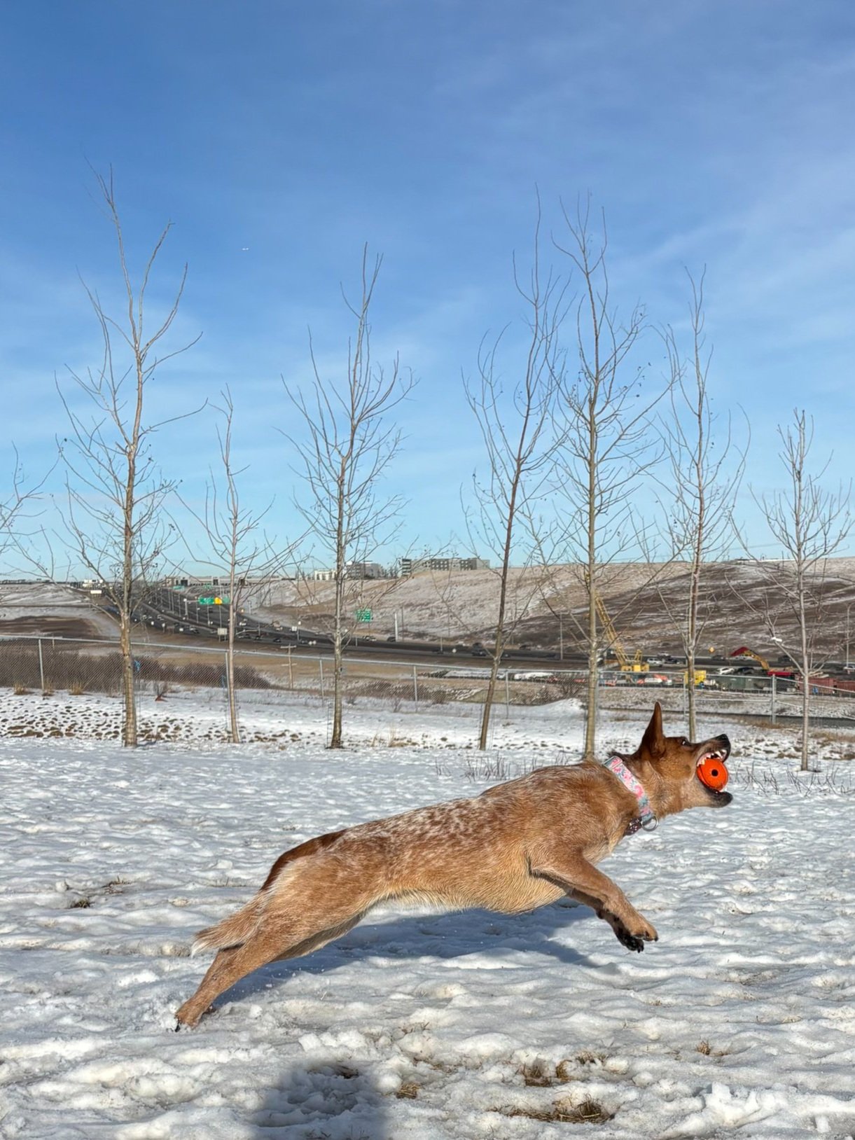 Luna - Australian Cattle Dog