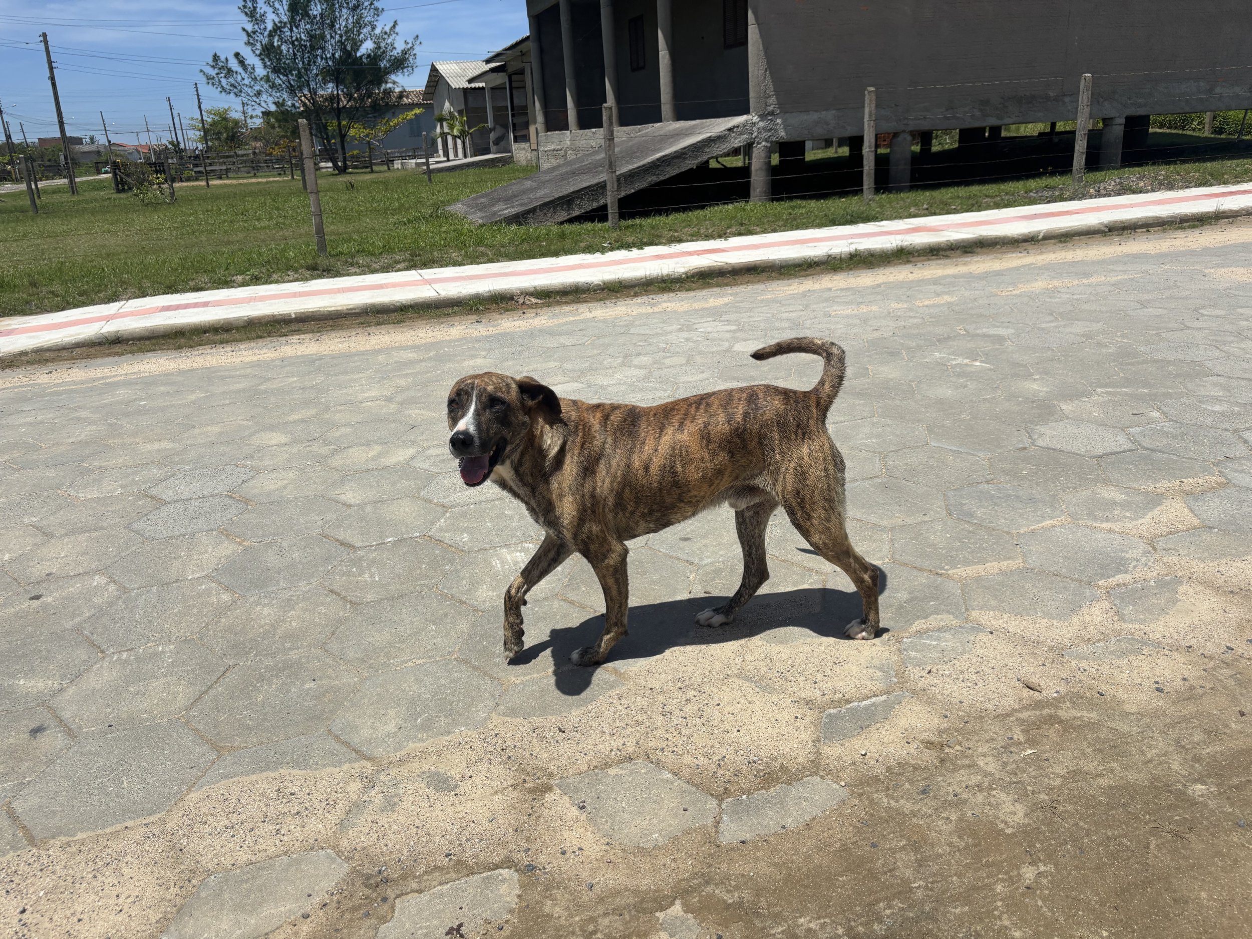 Stray in Brazil