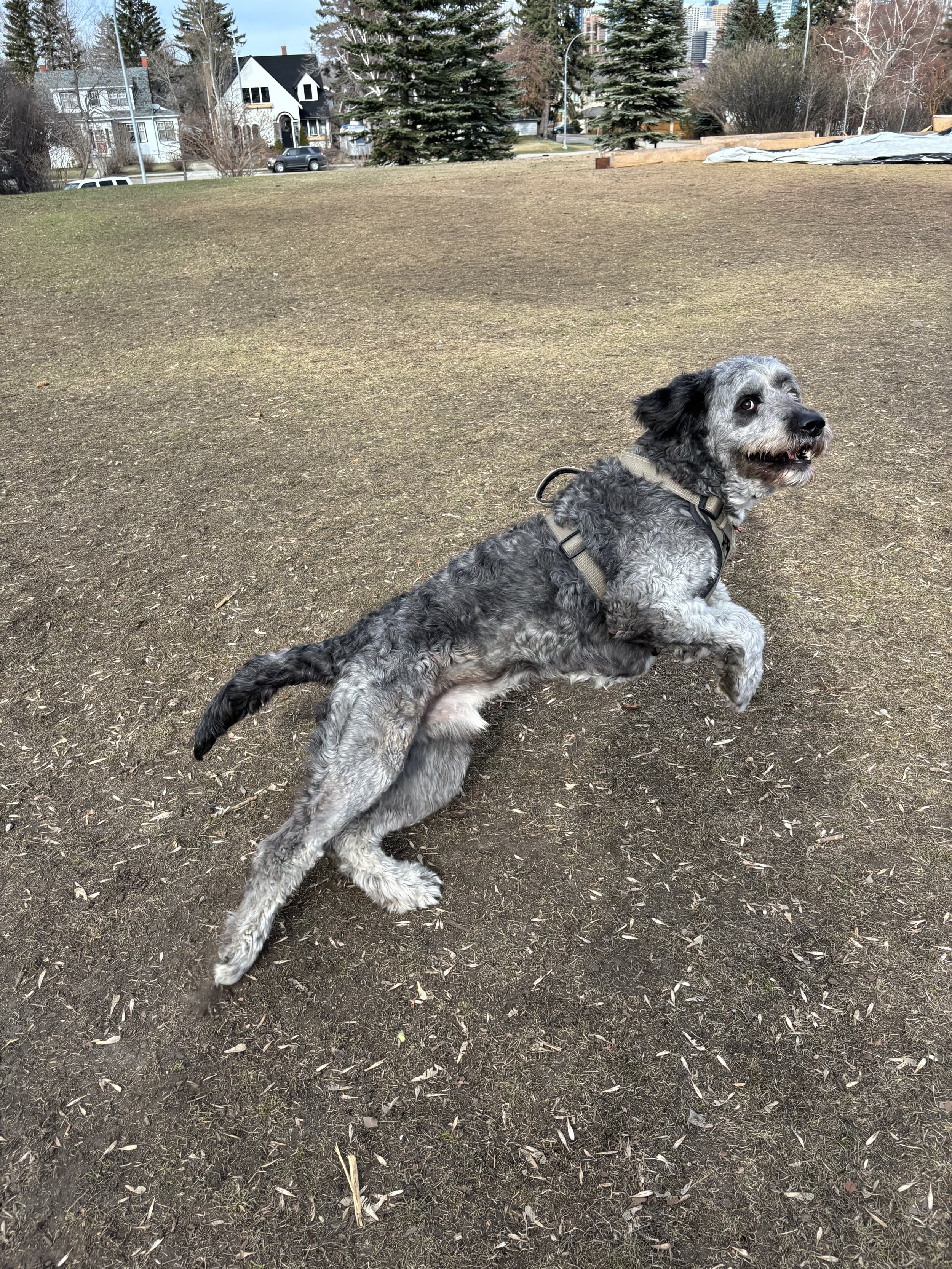 Jack - Bernedoodle