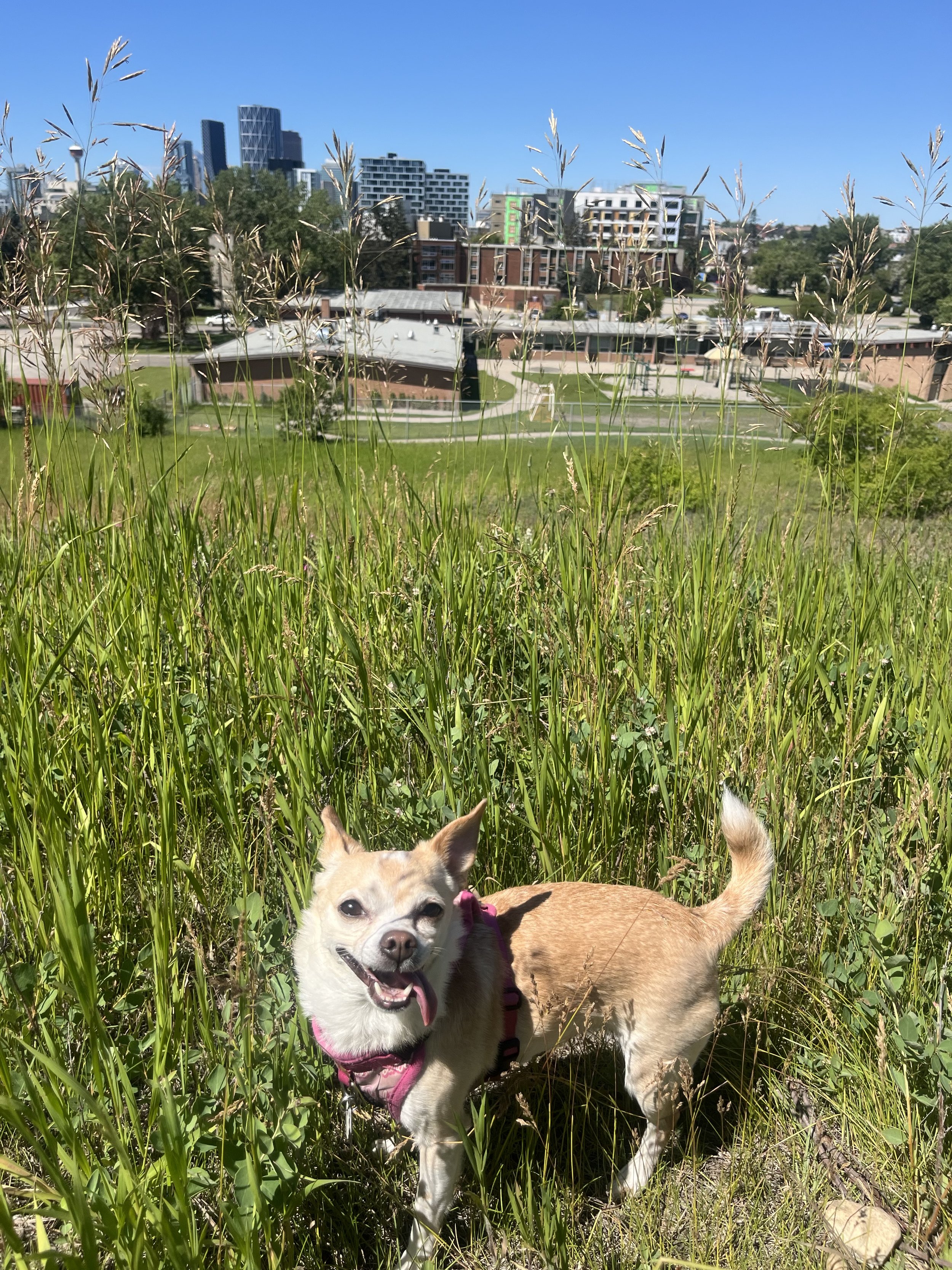 Peach - Chihuahua x Pug