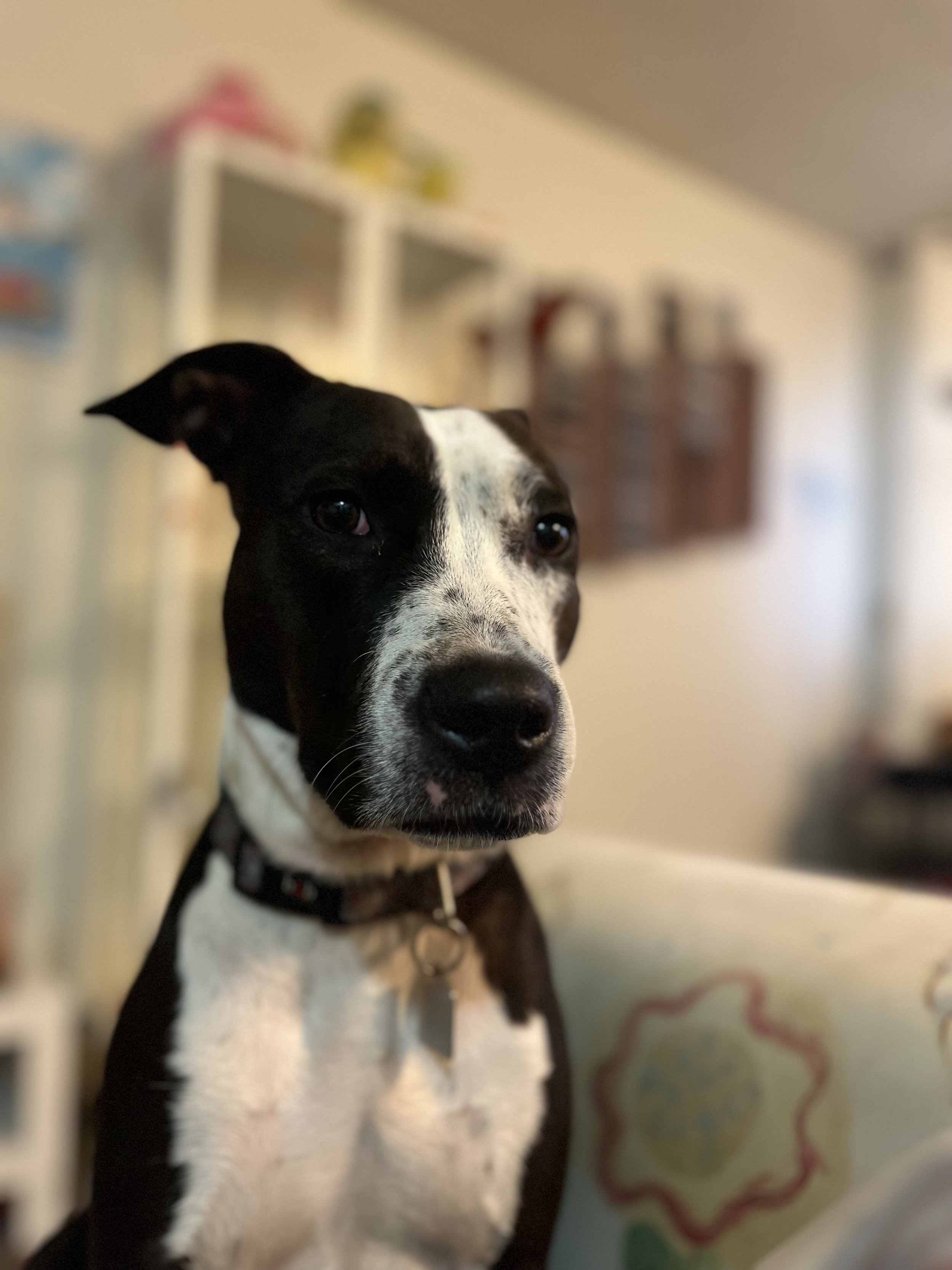 Pearl - American Bulldog