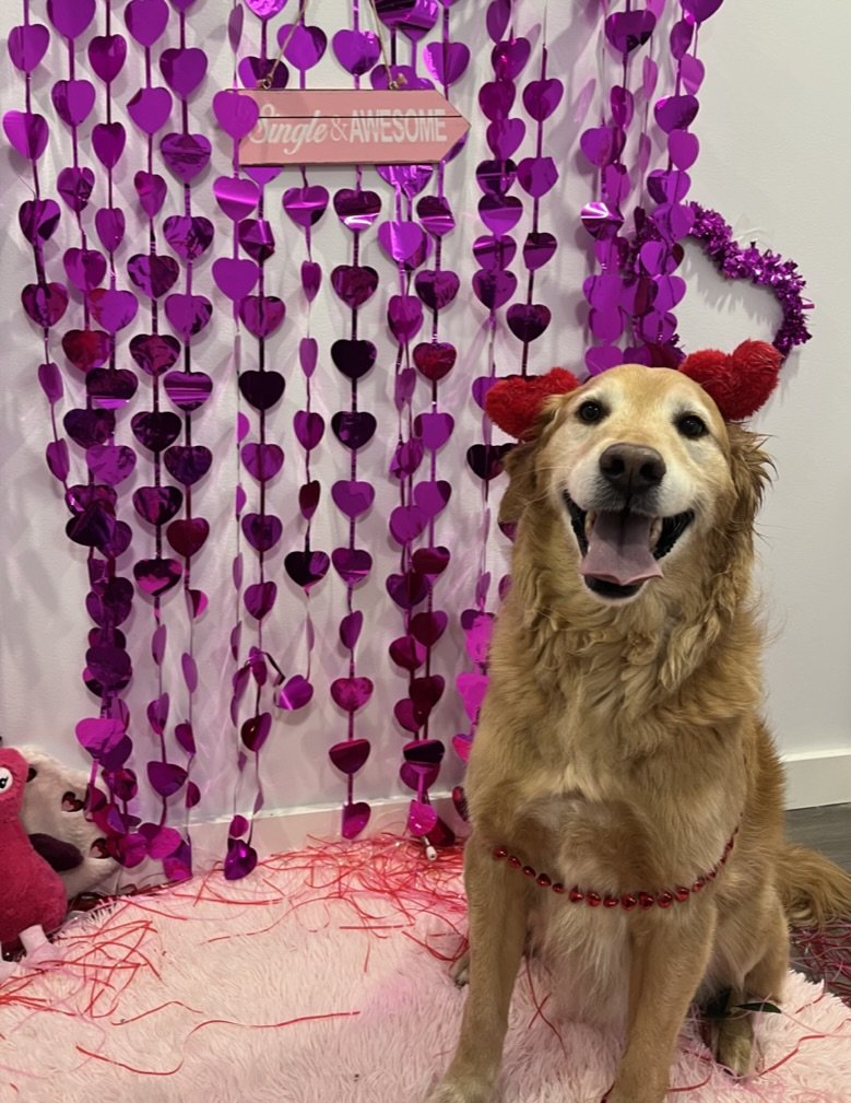 Pancakes - Golden Retriever x Labrador Retriever