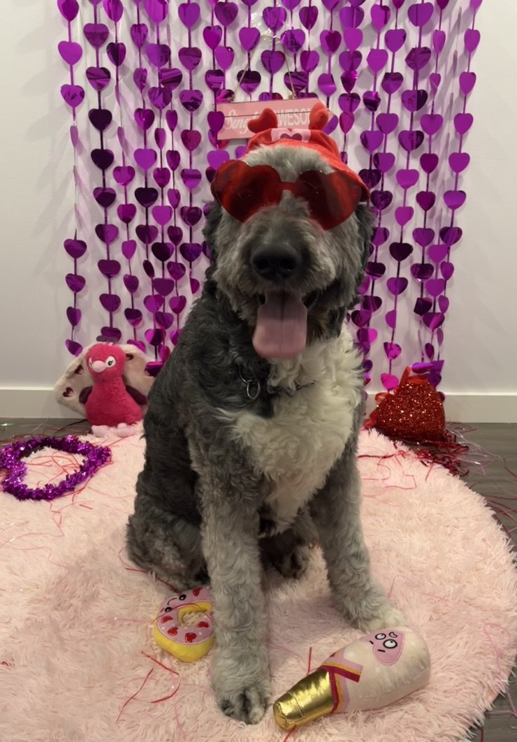 Jack - Bernedoodle