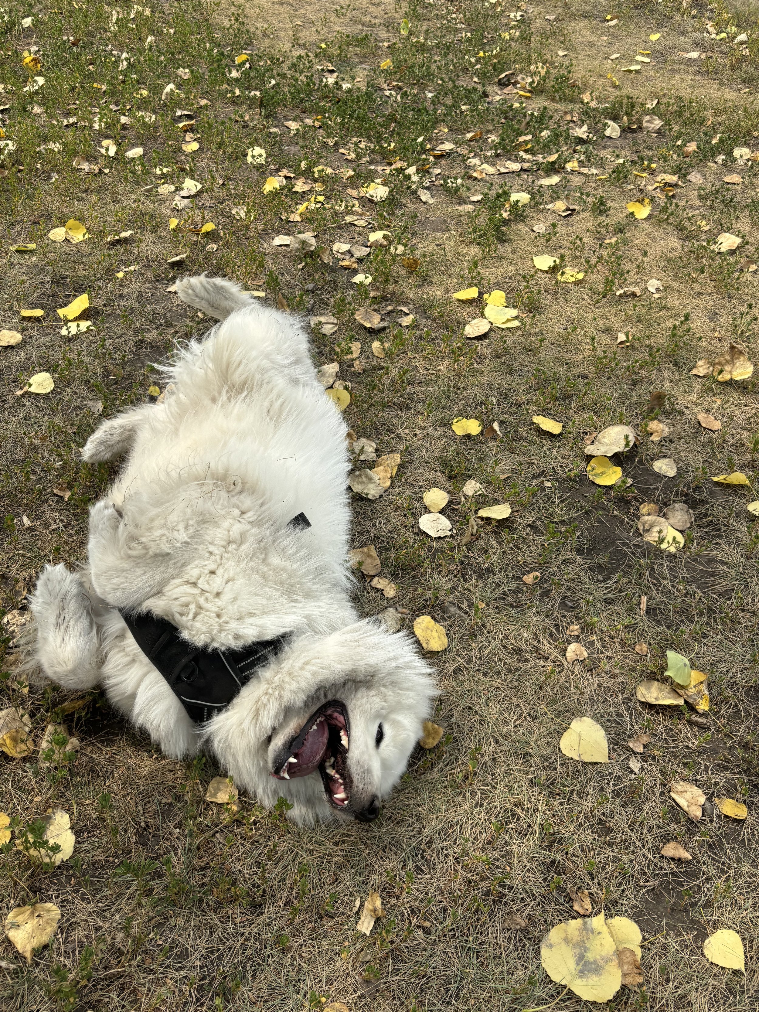 Koda - Samoyed