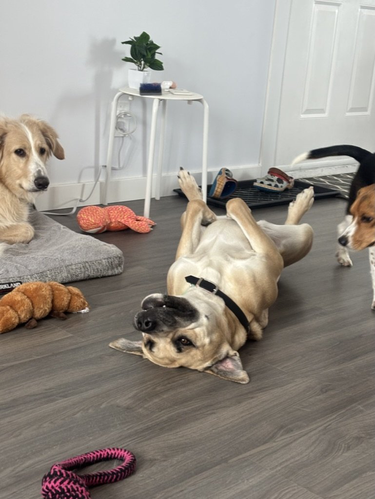 Rosie - Bullmastiff