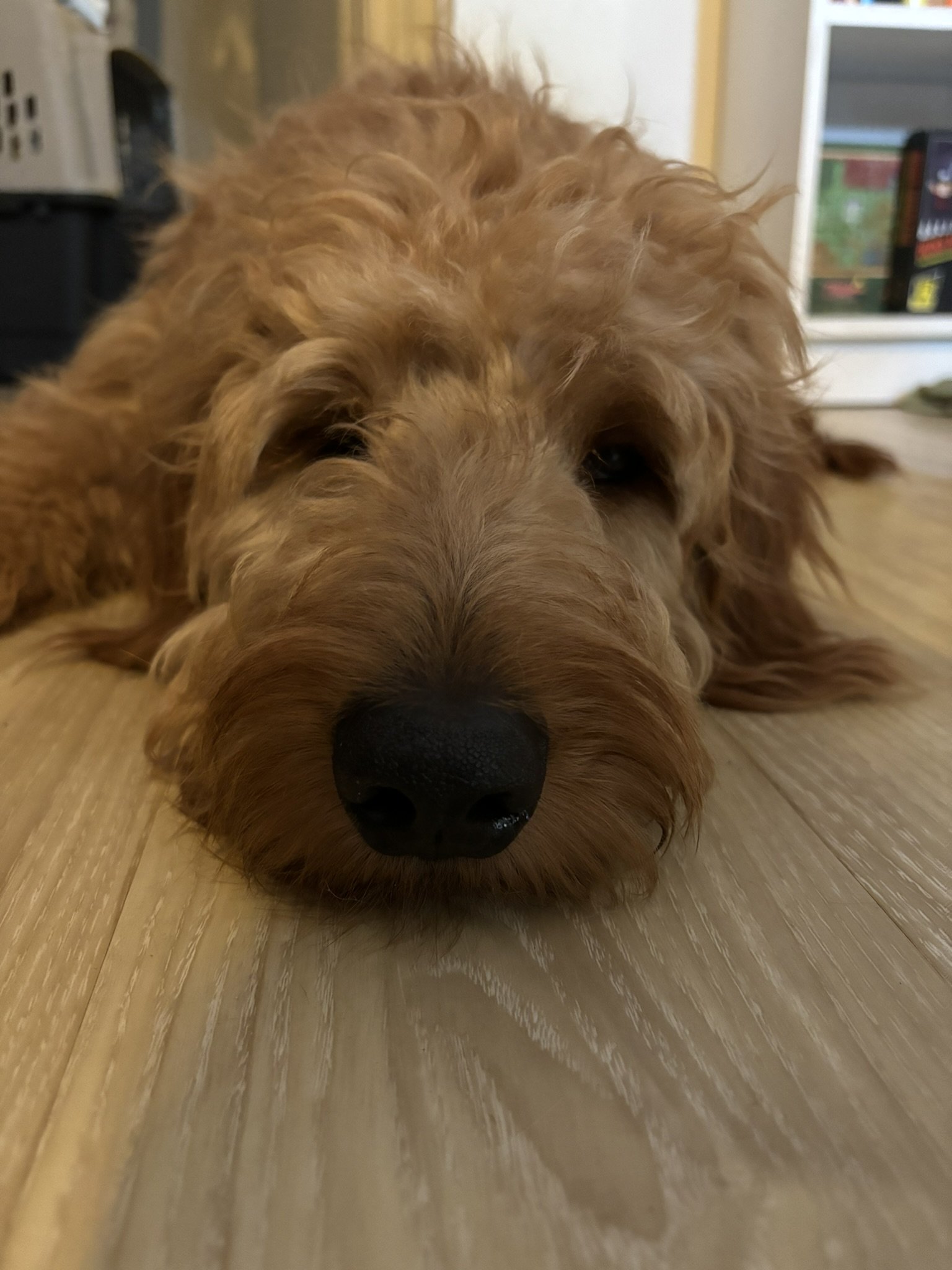Ozzy - Goldendoodle