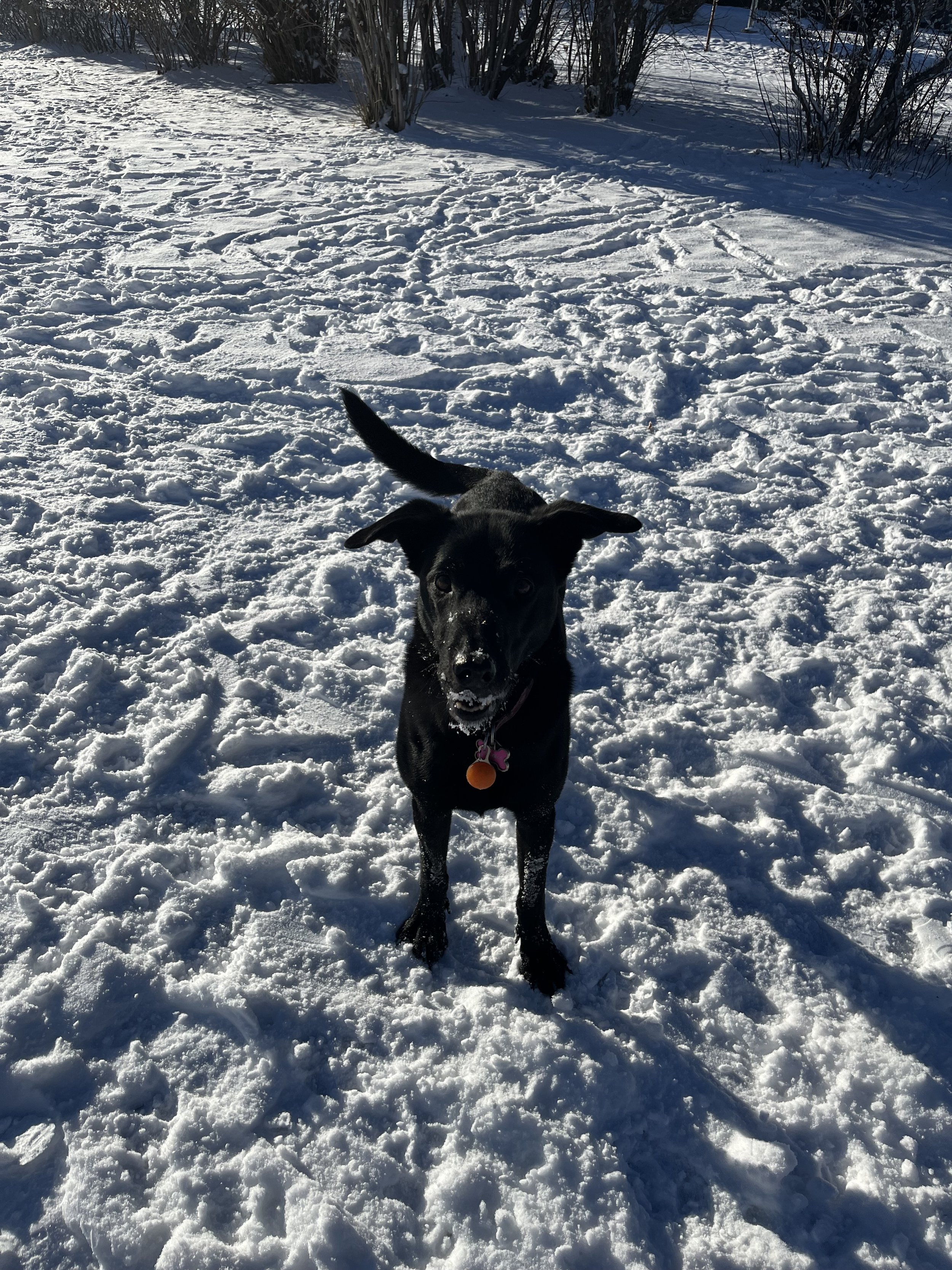 Nymeria - Labrador Retriever x