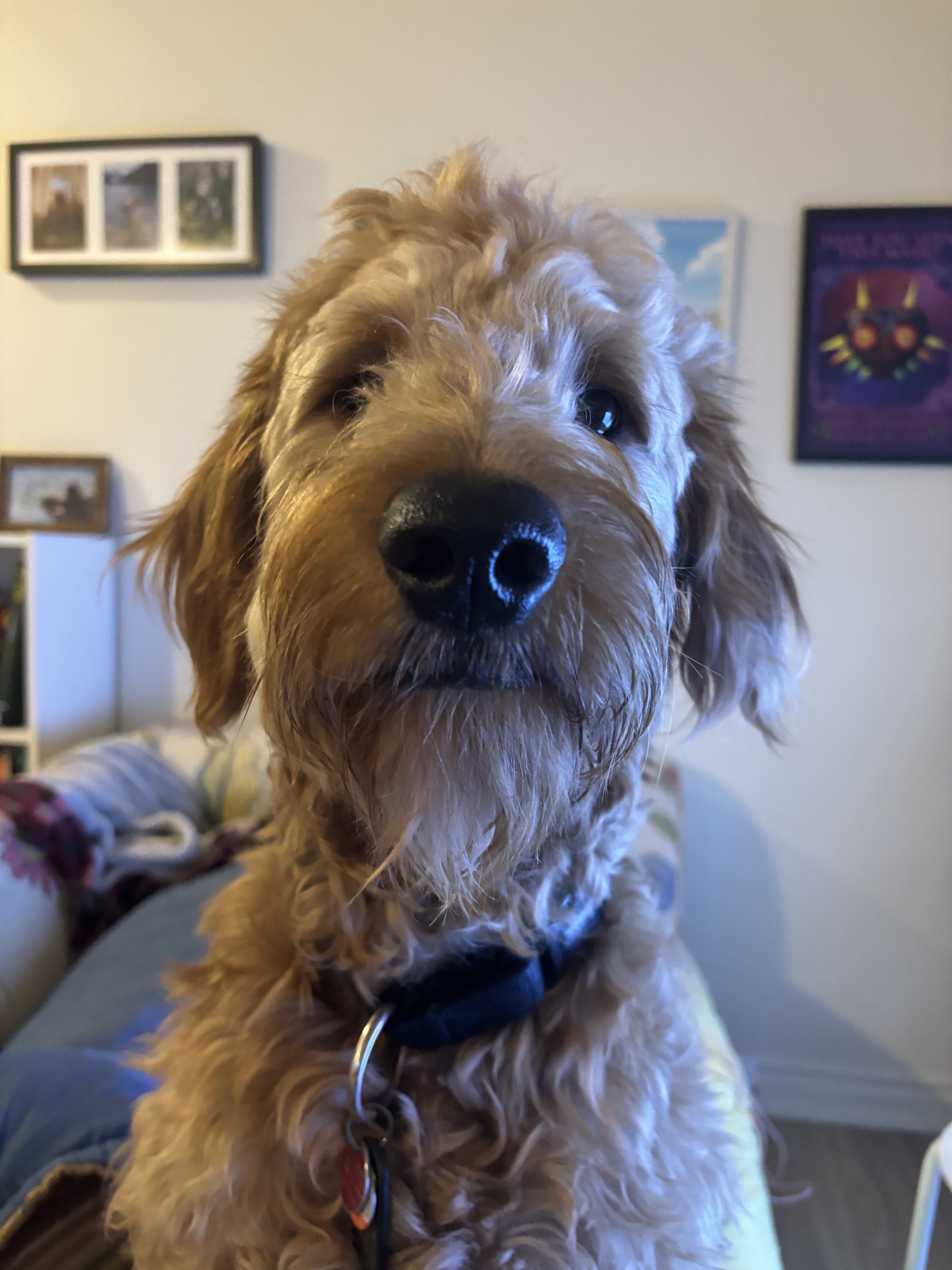 Ozzy - Goldendoodle