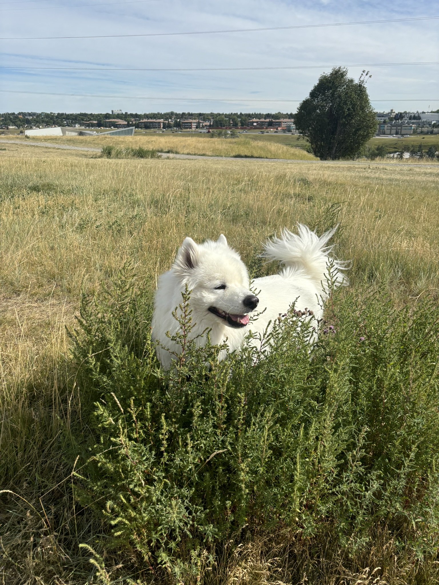 Koda- Samoyed
