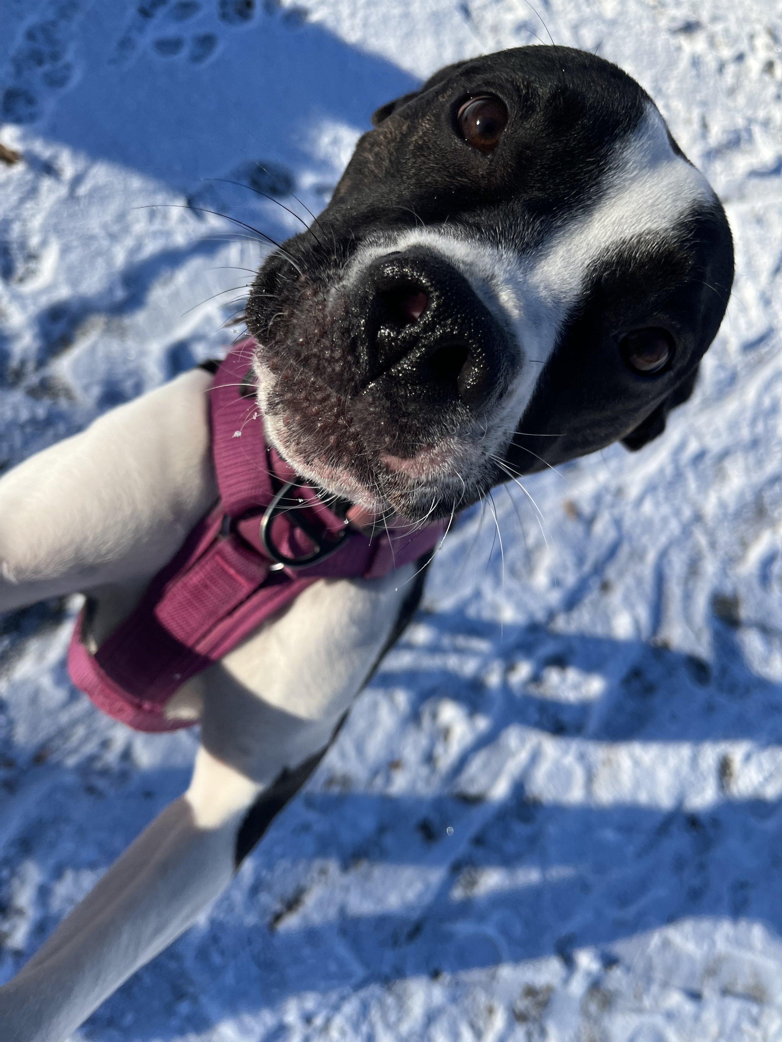 Frankie - American Bulldog