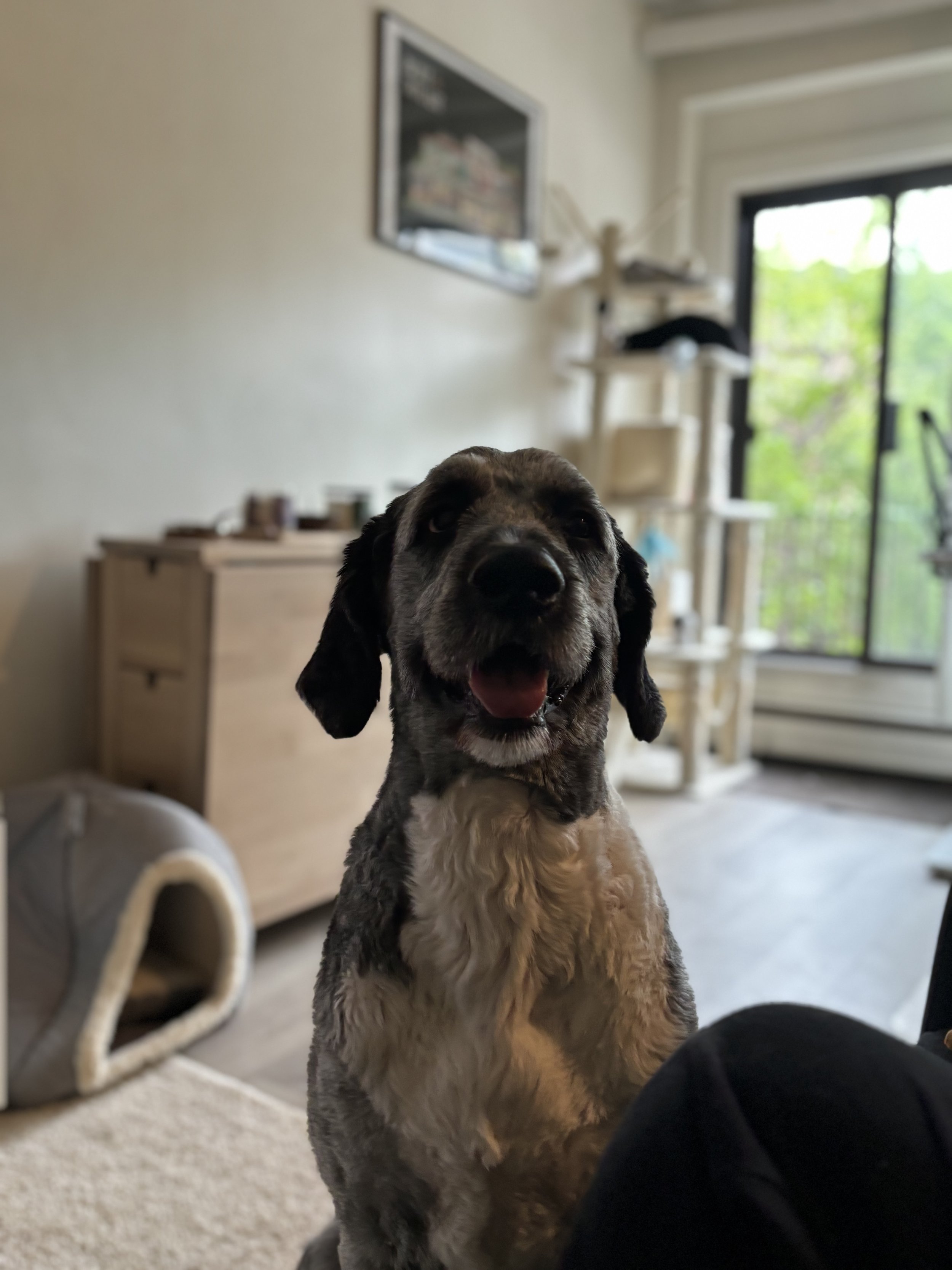 Jack - Bernedoodle