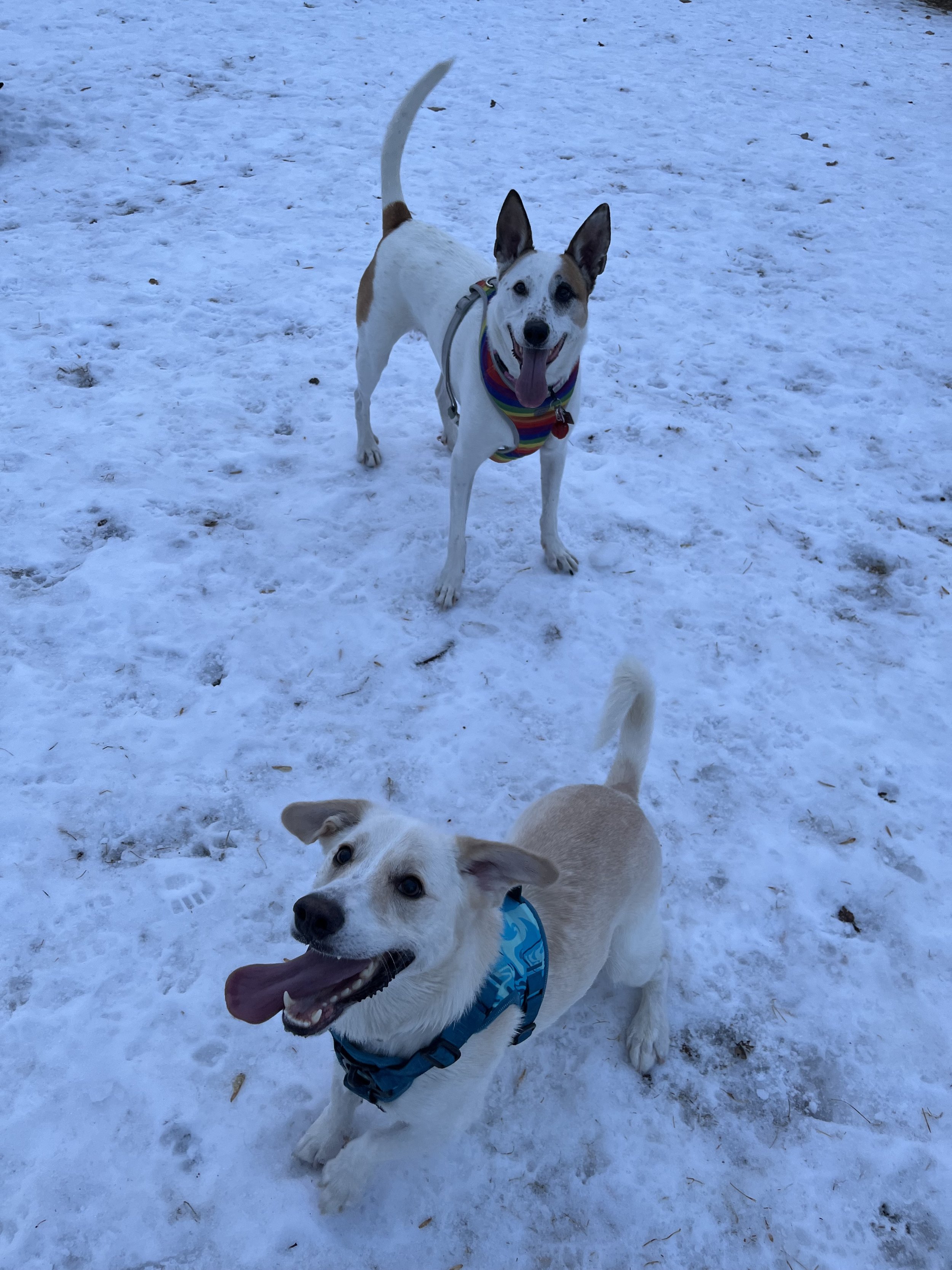 Chinook & Lucas