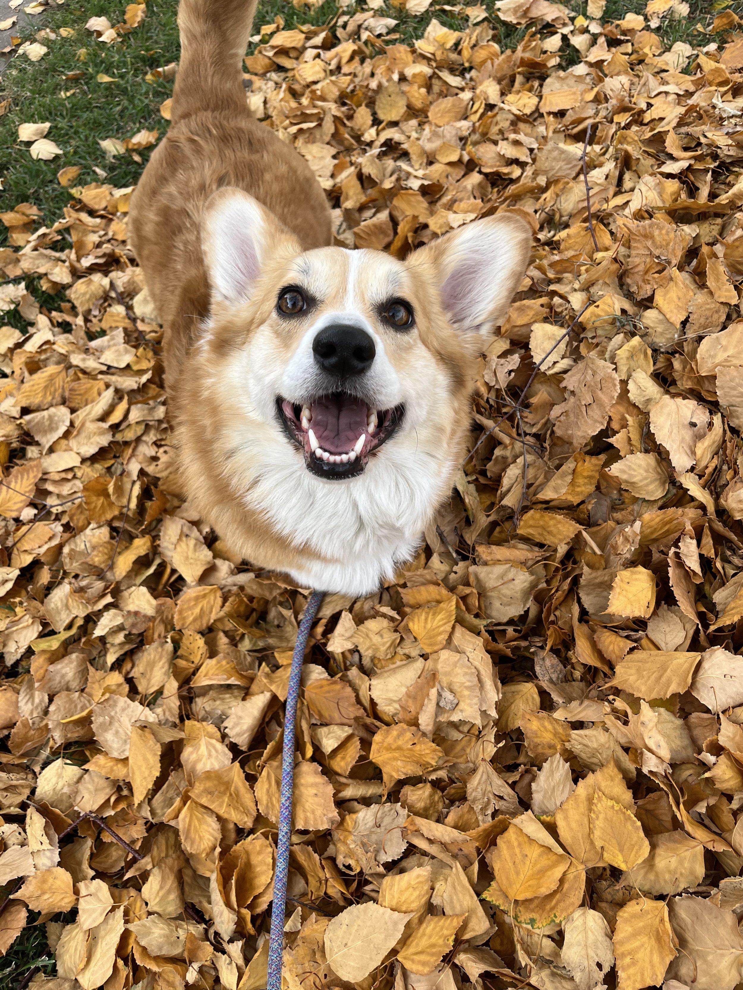 Astrid - Pembroke Welsh Corgi