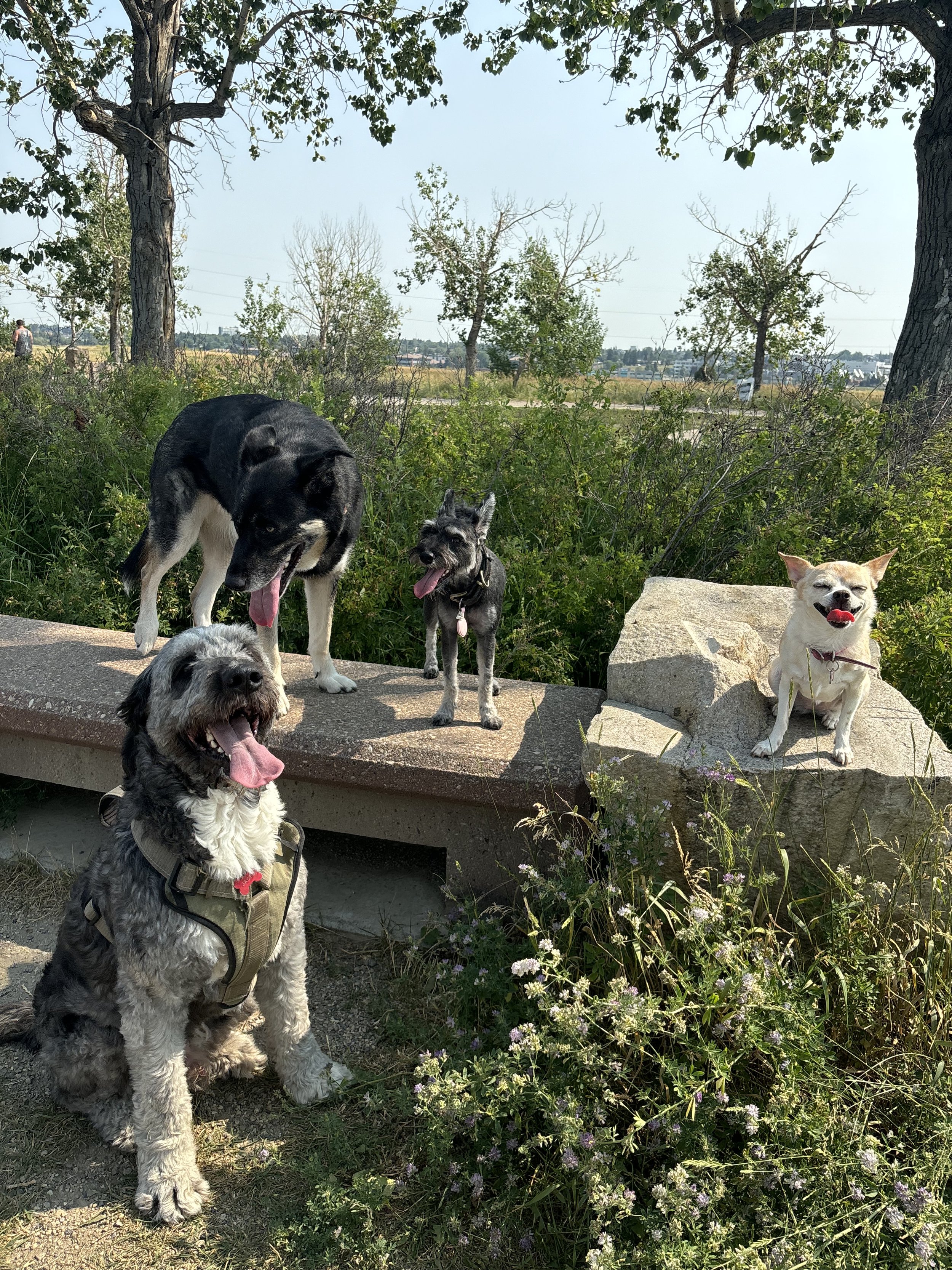 Bambi, Jack, Joline, Peach
