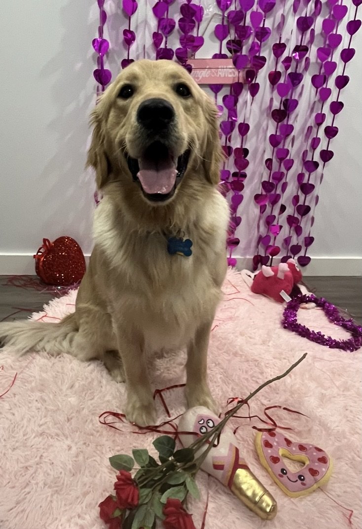 Juno - Golden Retriever