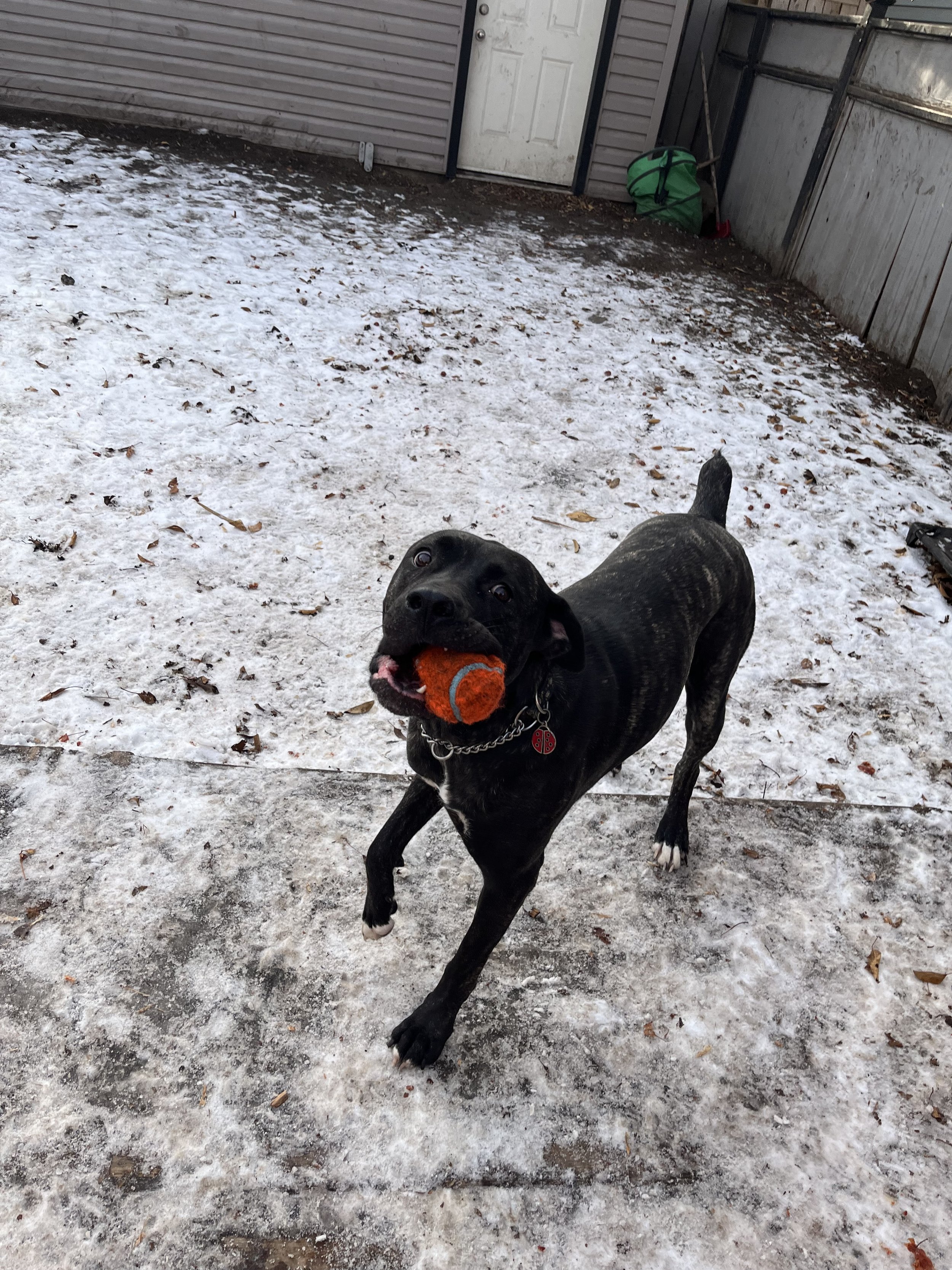 Danza - Cane Corso