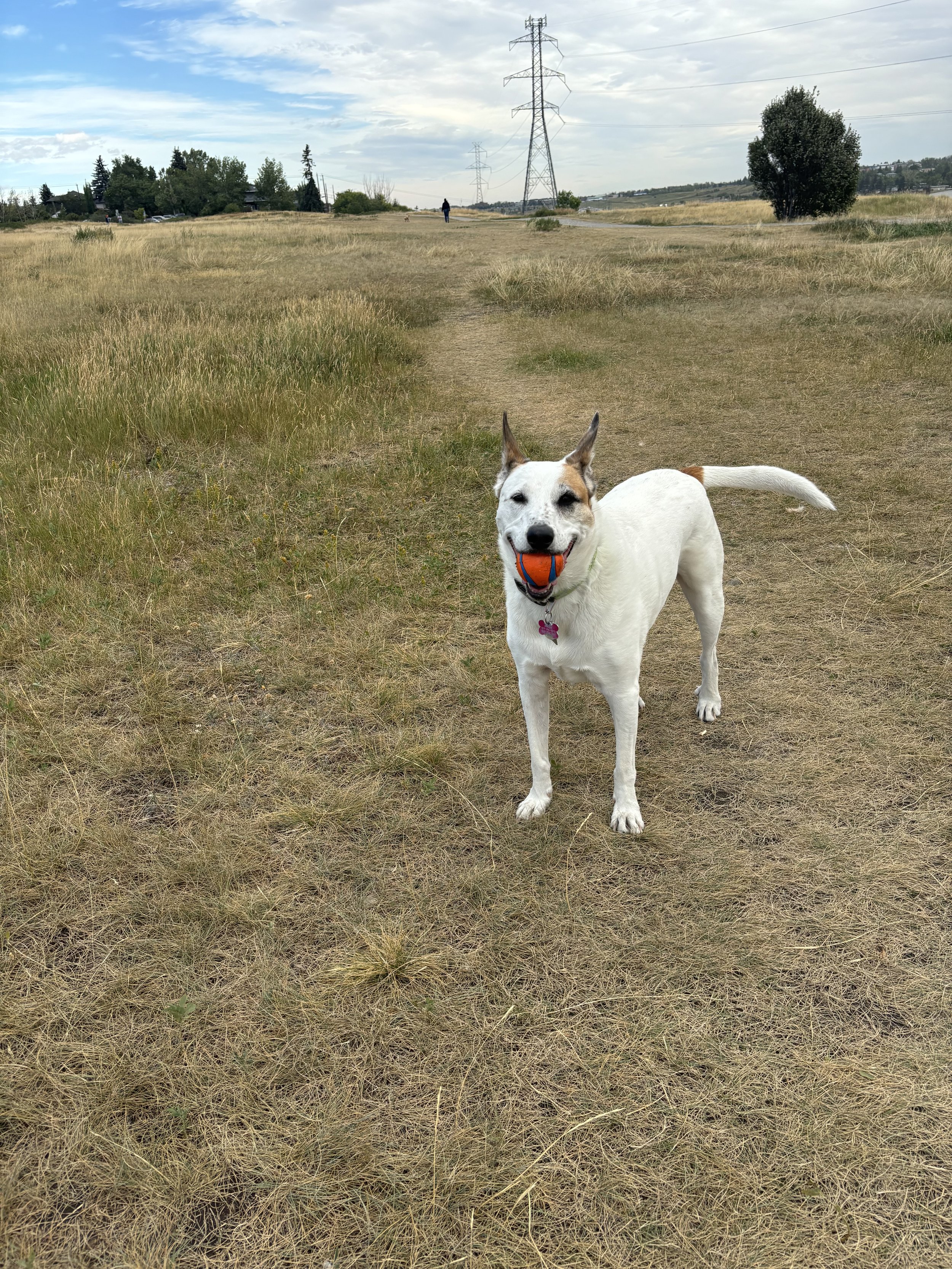 Chinook - Australian Cattle Dog x