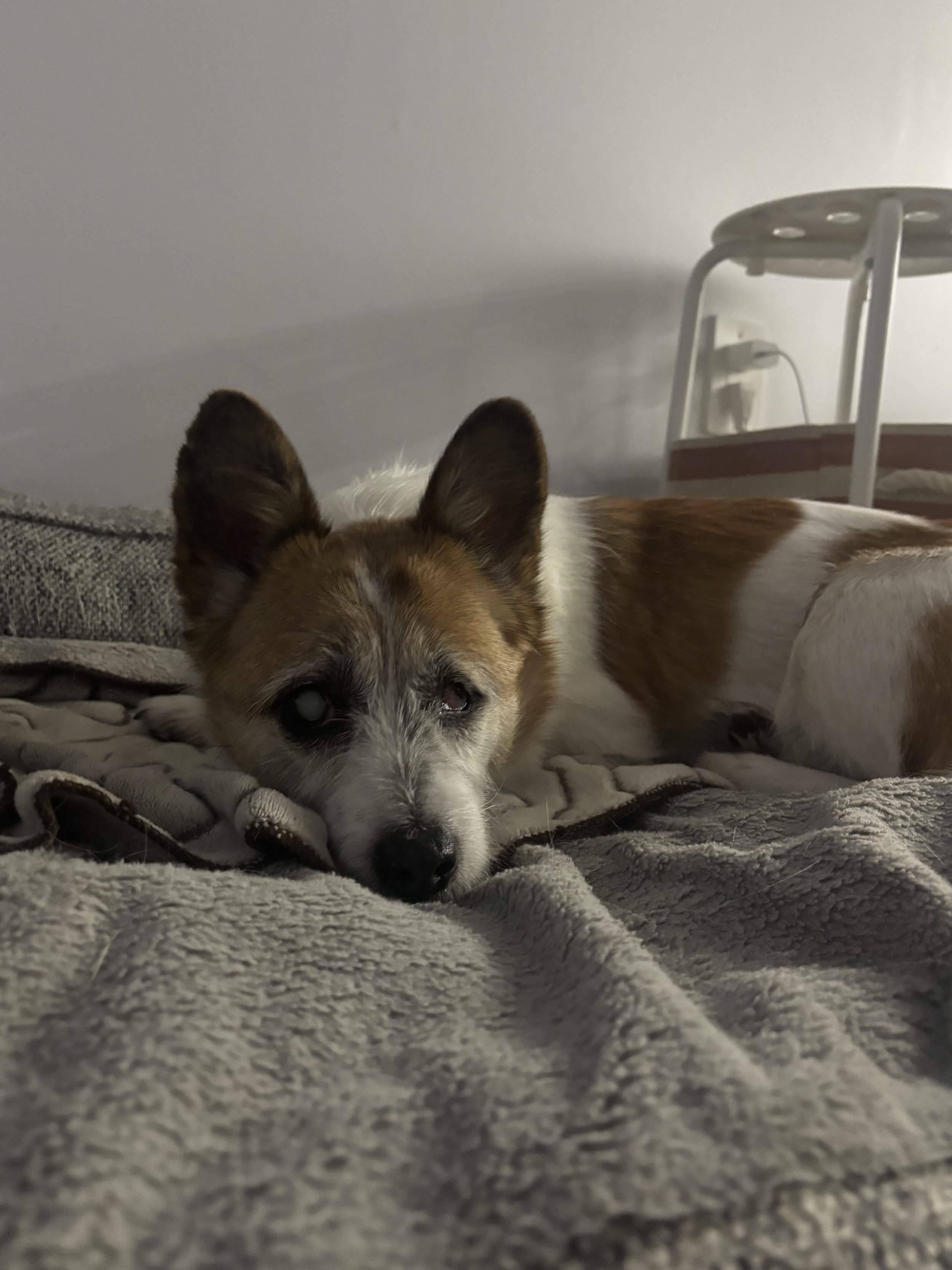 Mary Whitney - Pembroke Welsh Corgi x (blind)
