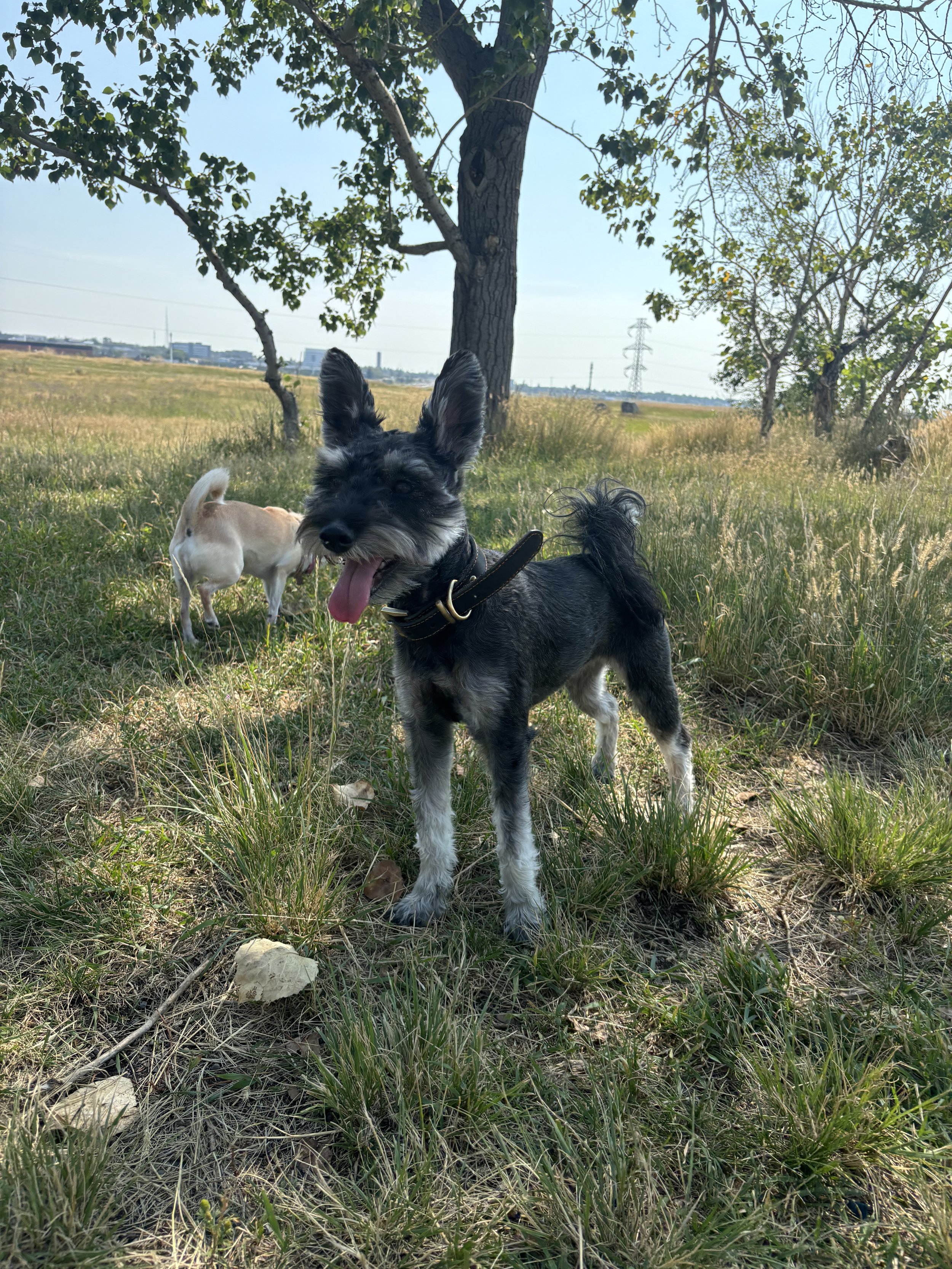 Joline - Miniature Schnauzer