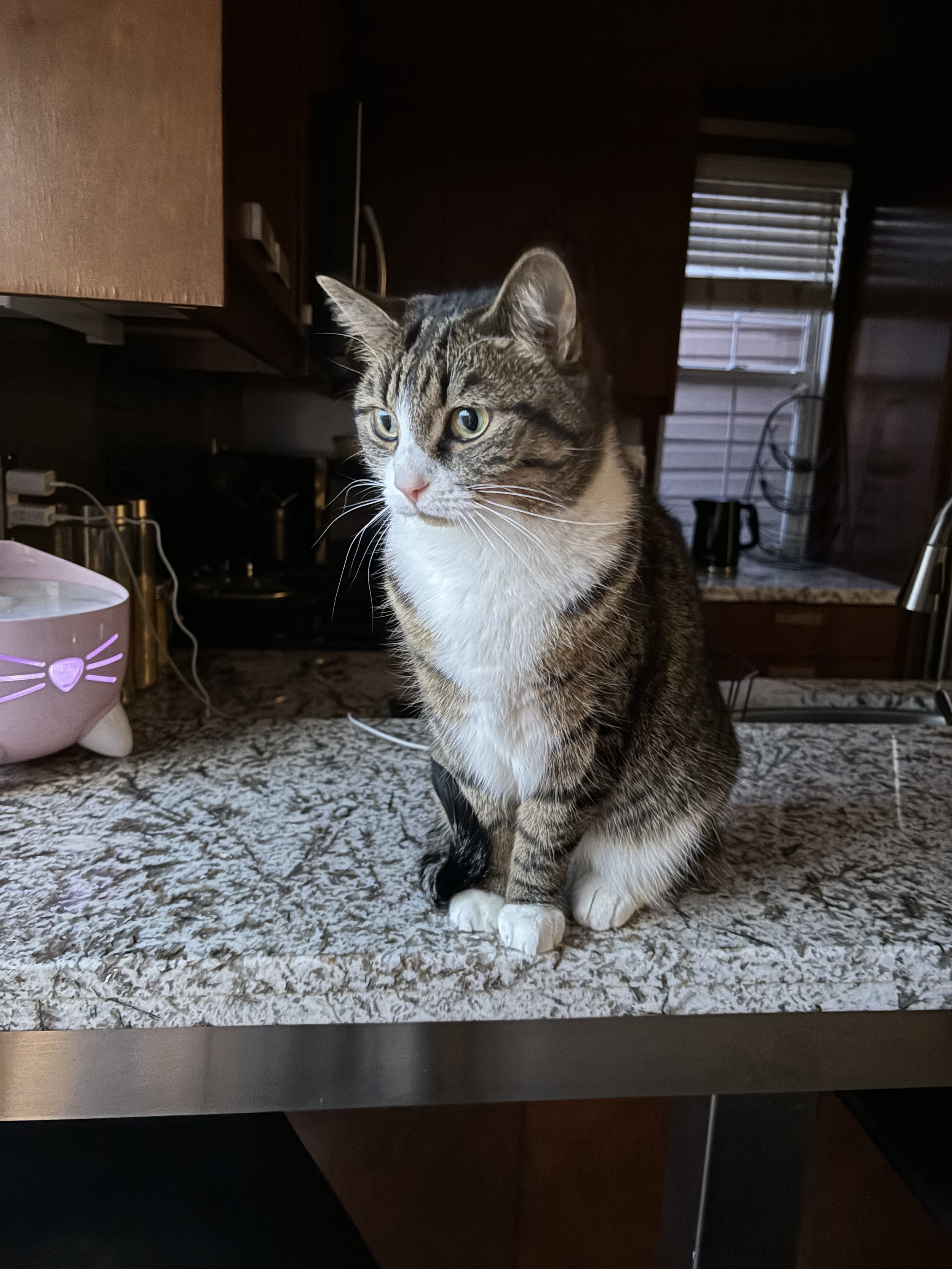 Yogurt - Cat