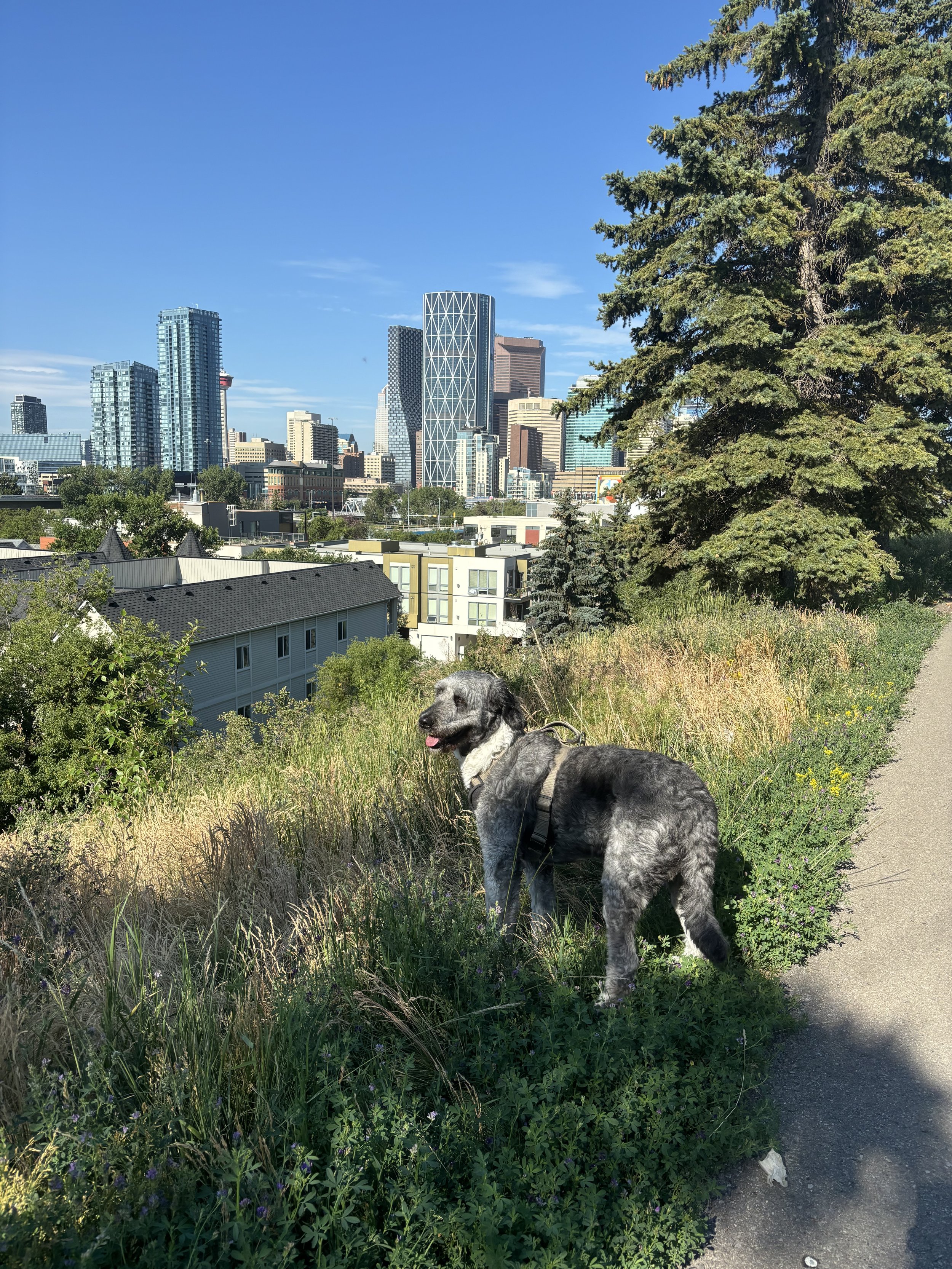 Jack - Bernedoodle