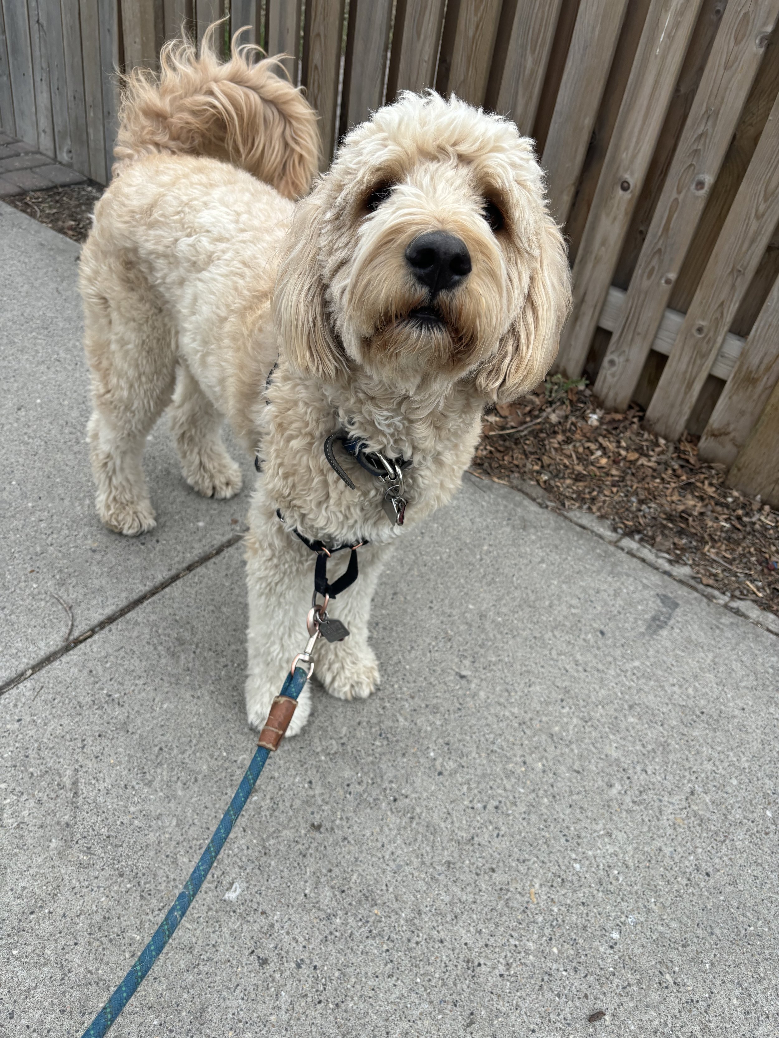 Darcy - Goldendoodle