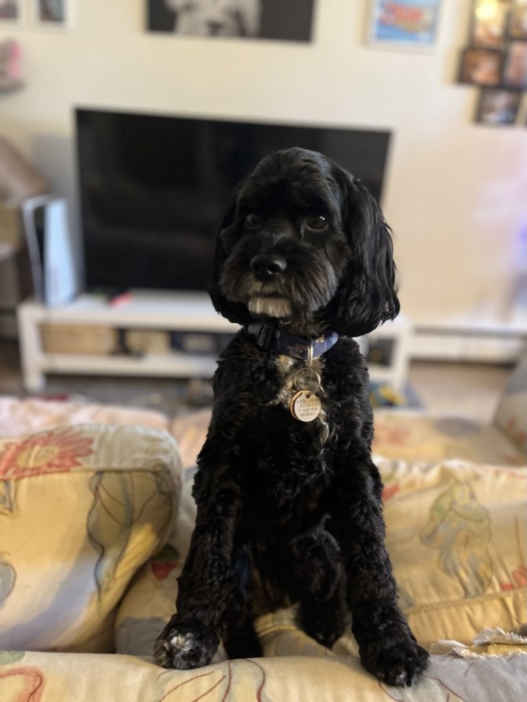Bella Notta - Cockapoo