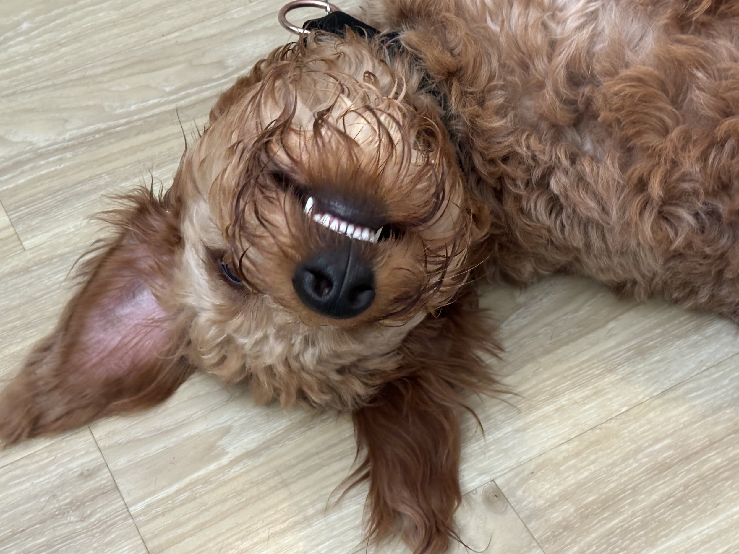 Ozzy- Goldendoodle