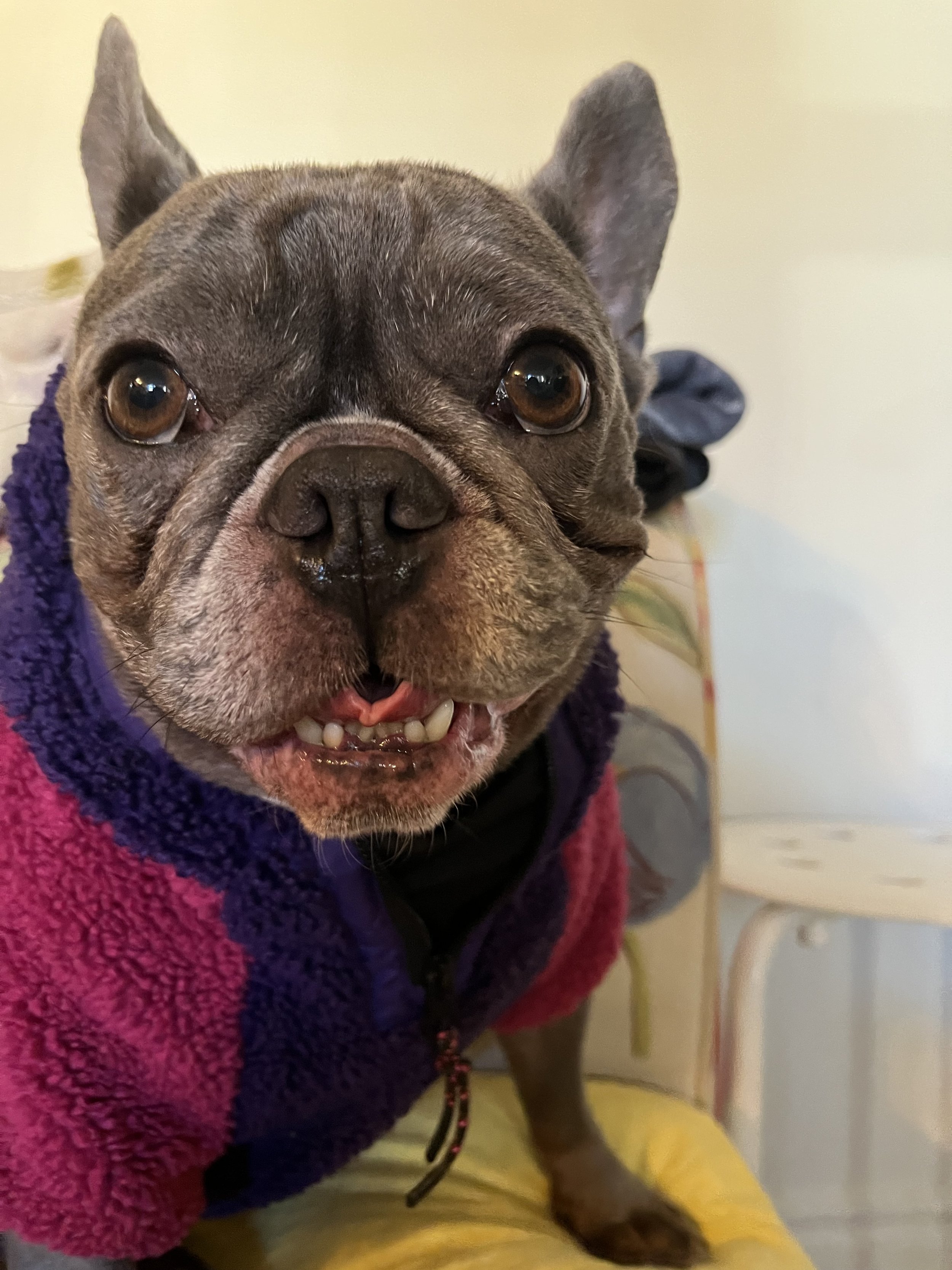 Lola - French Bulldog