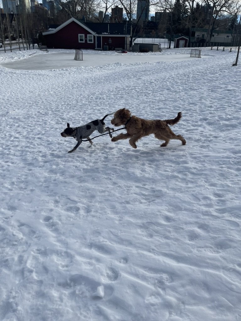 Waylon & Ozzy