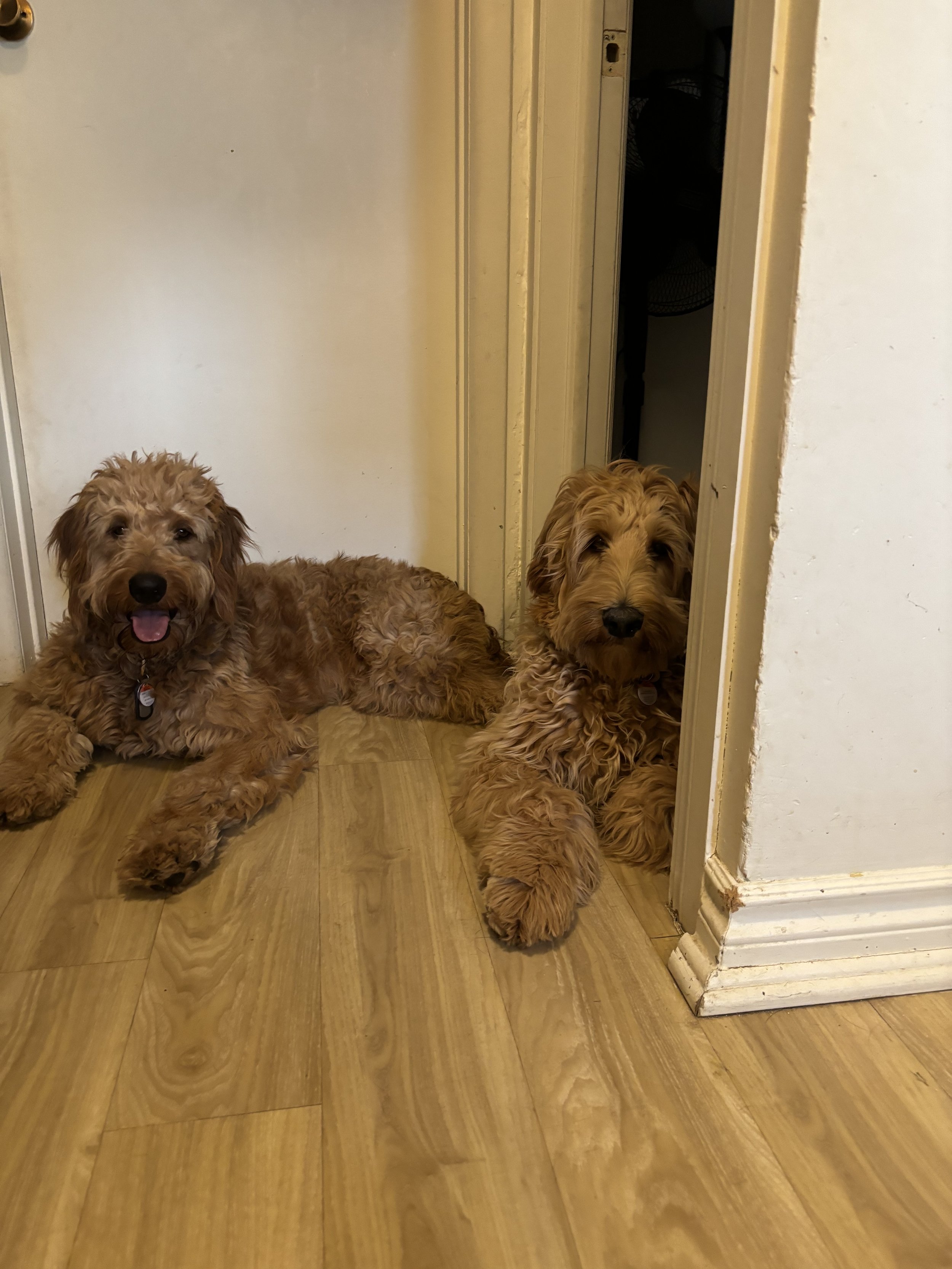Ozzy & Tonka