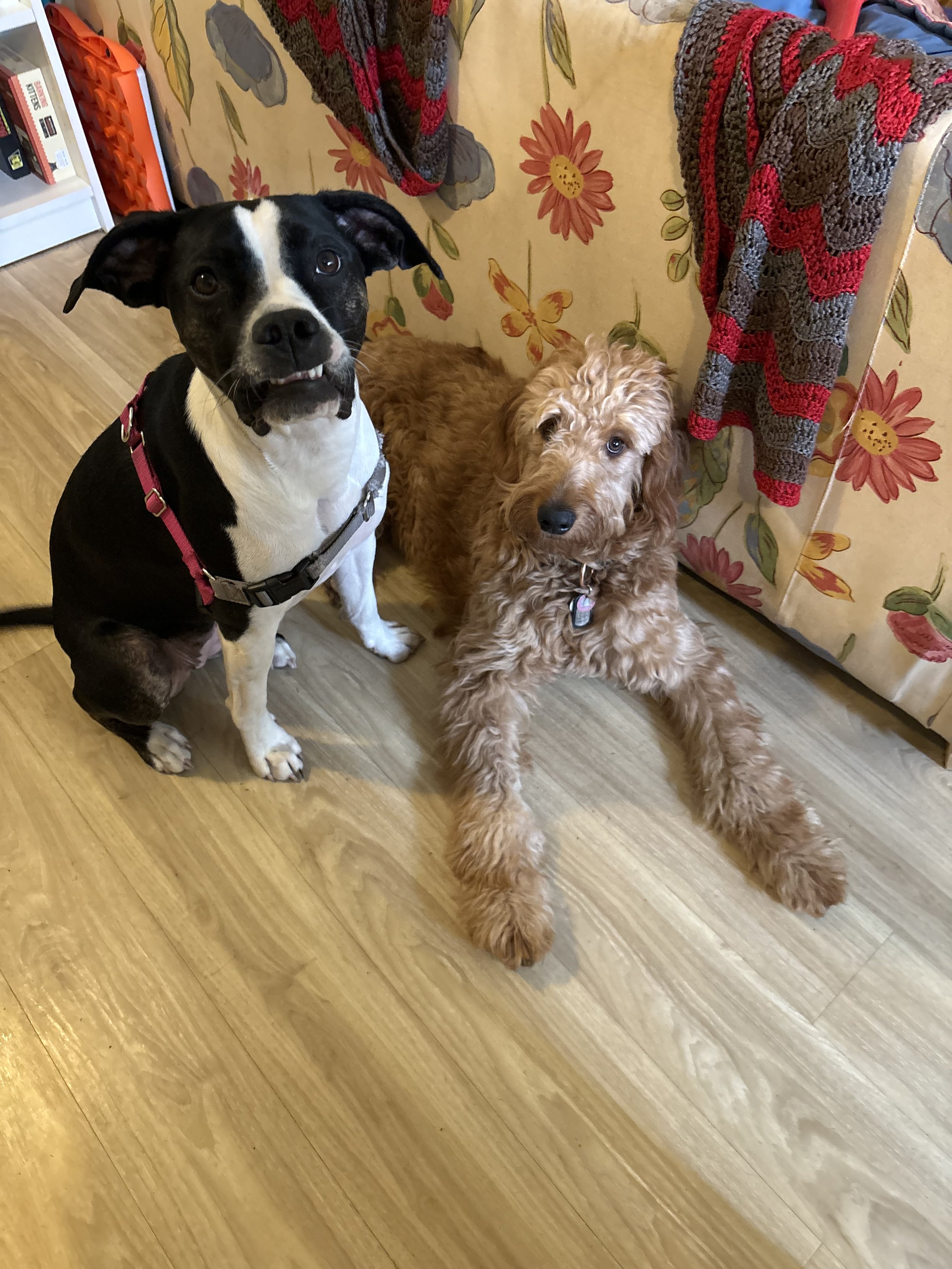 Frankie & Ozzy