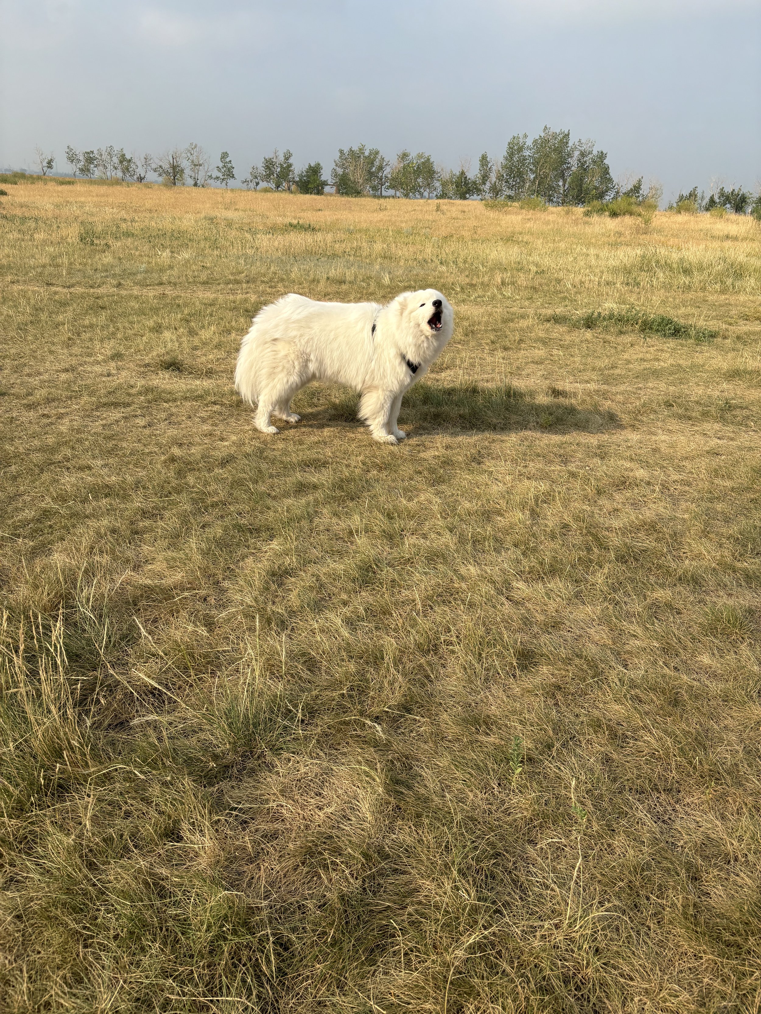Koda - Samoyed