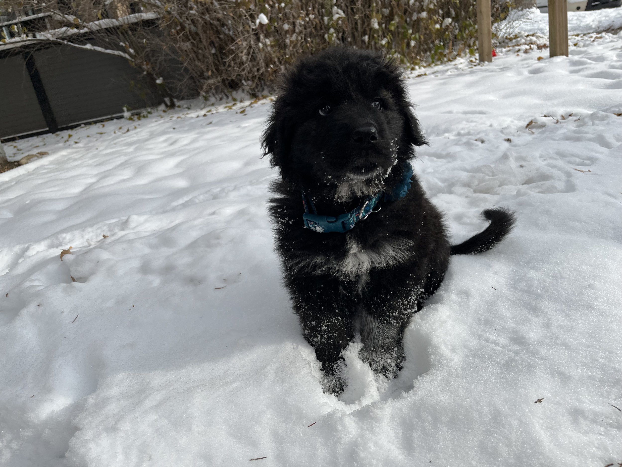 Marla - Maremma Sheepdog (puppy)