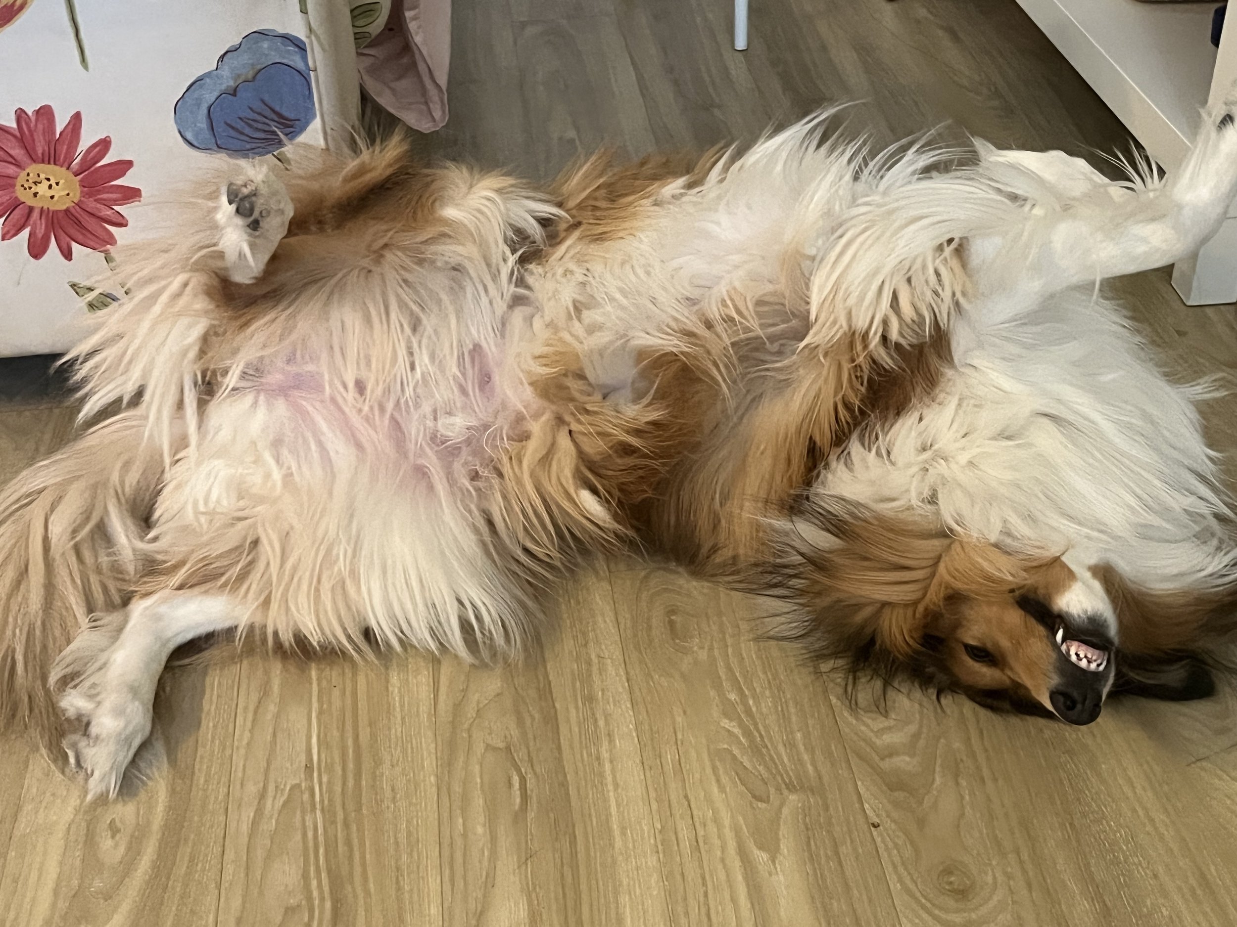 Duchess - Rough Collie