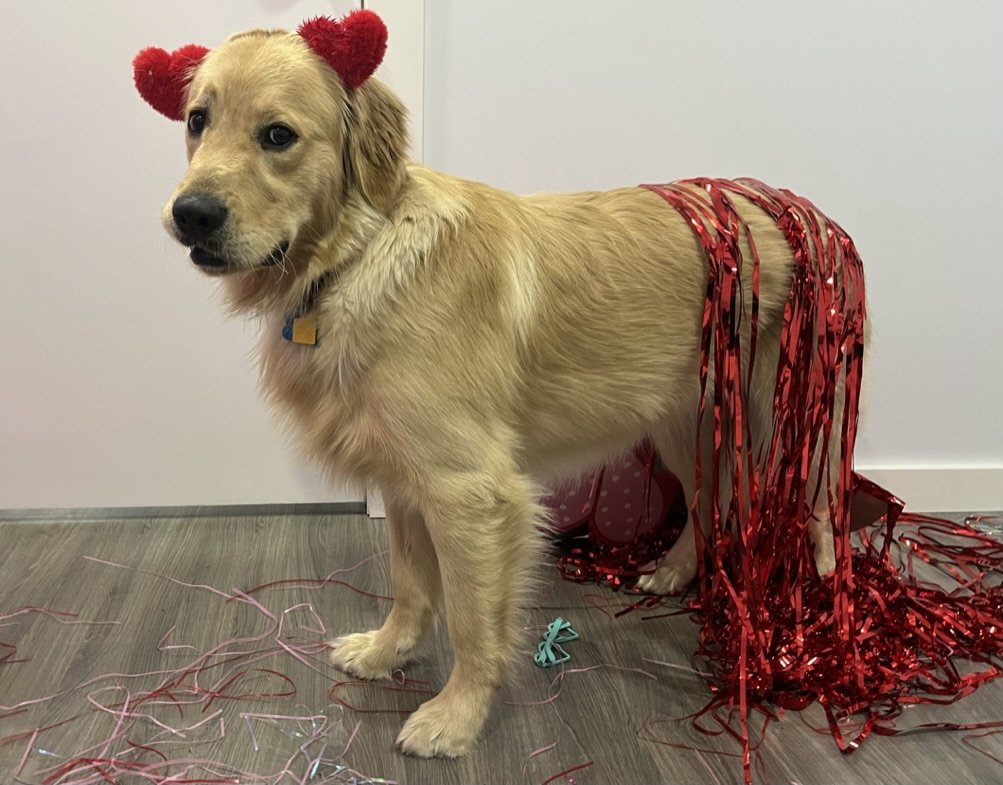Juno - Golden Retriever