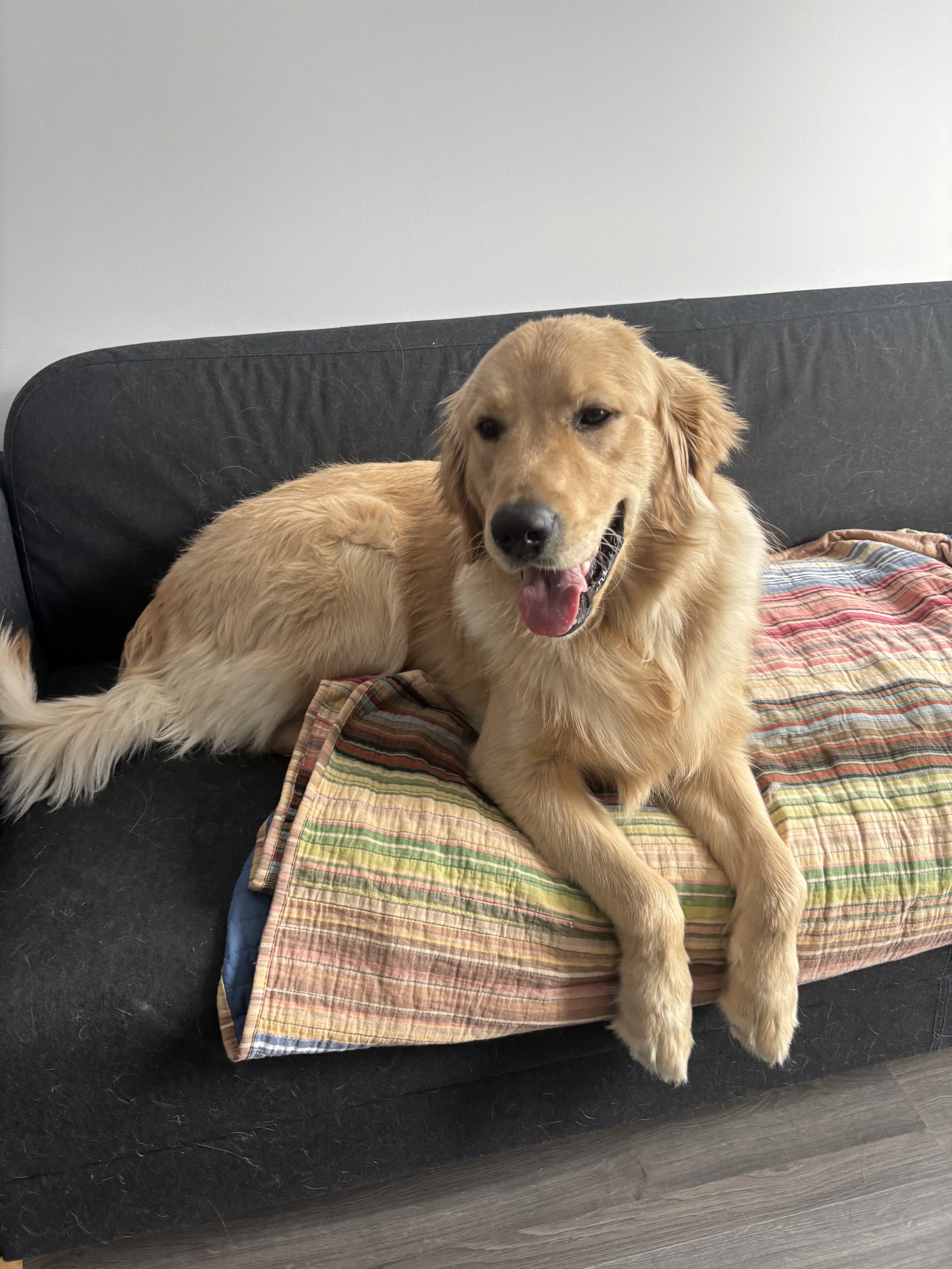 Juno - Golden Retriever
