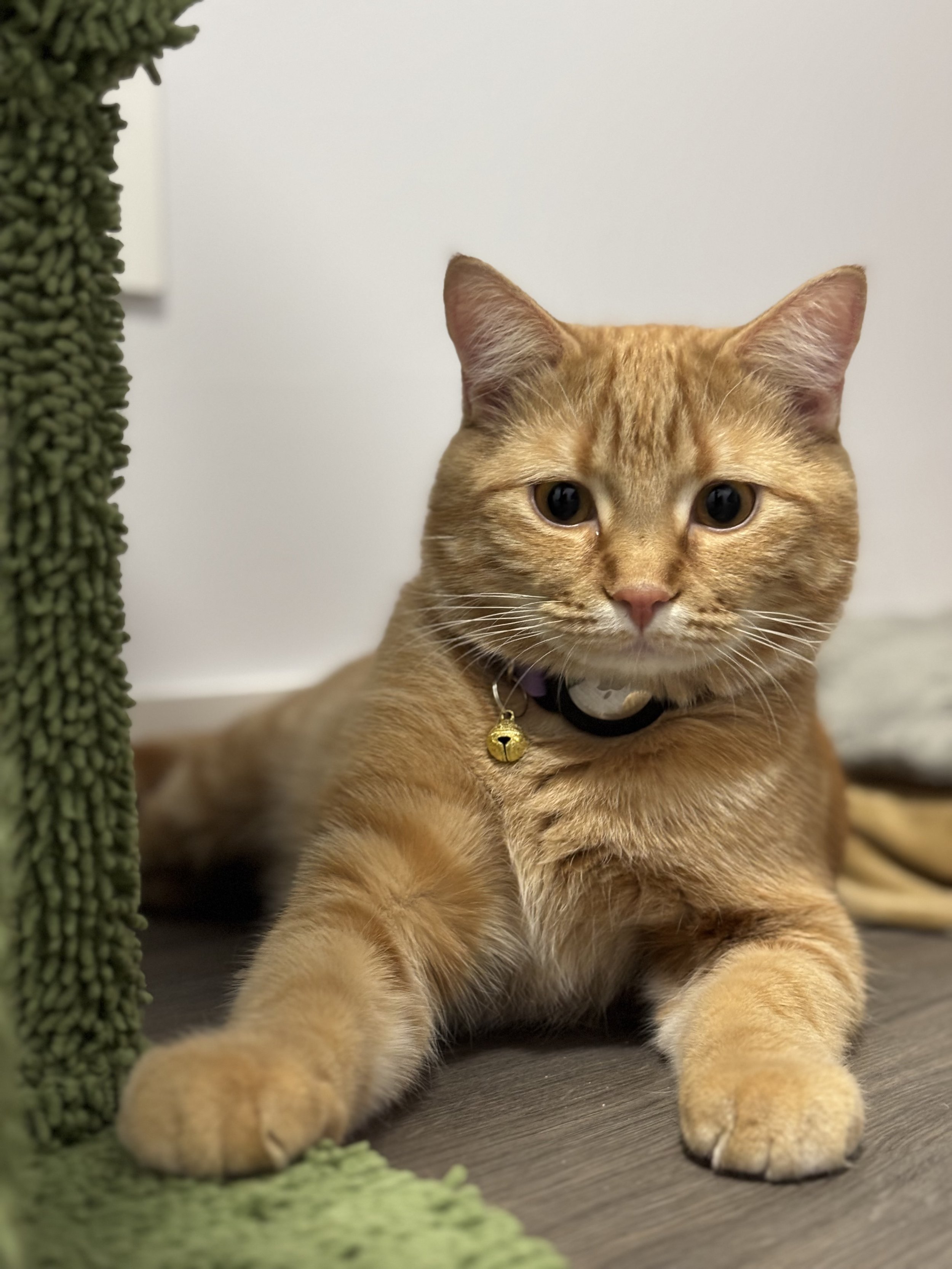 Ginger - Asian Tabby