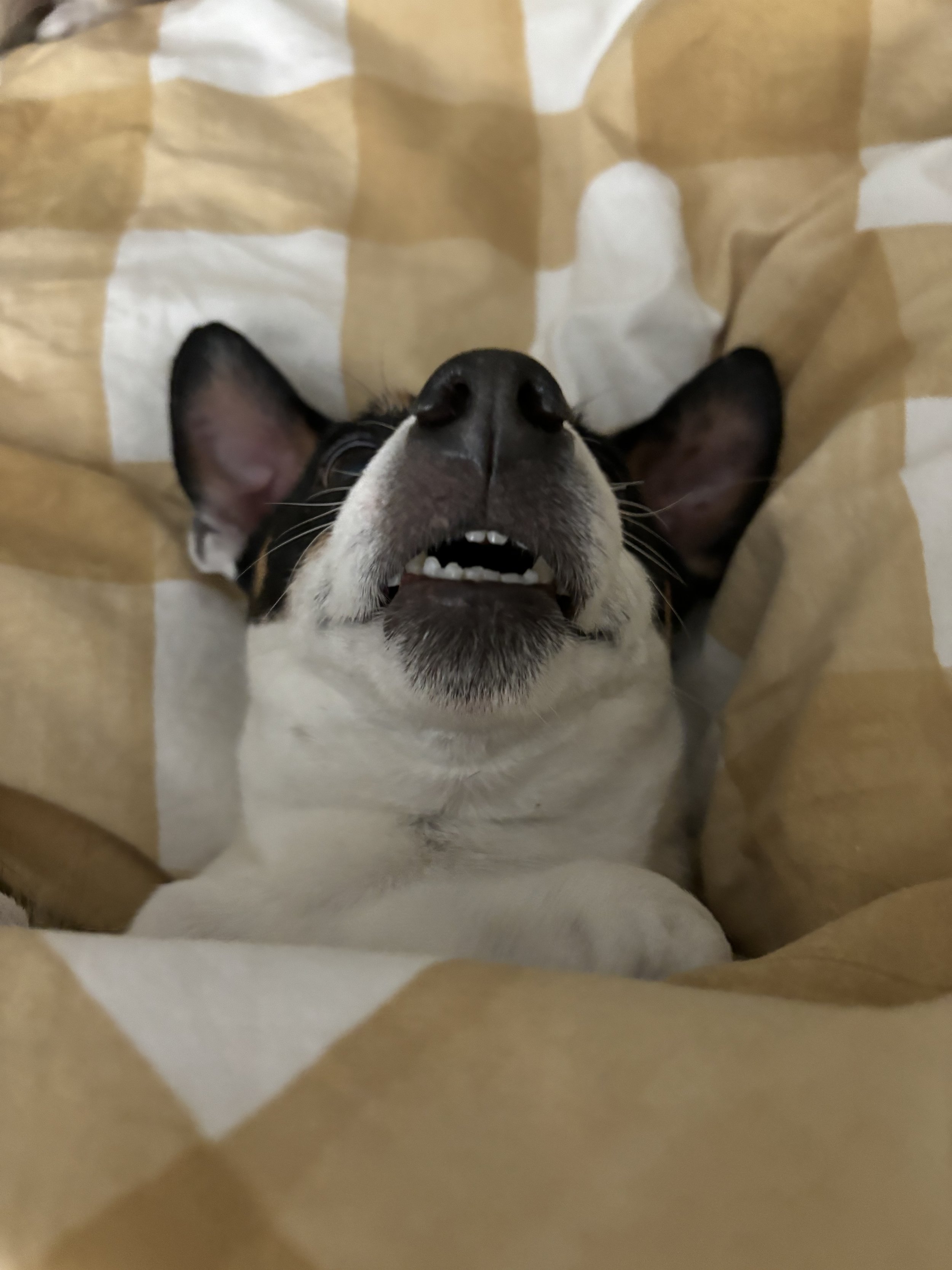 Pablo - Jack Russell Terrier
