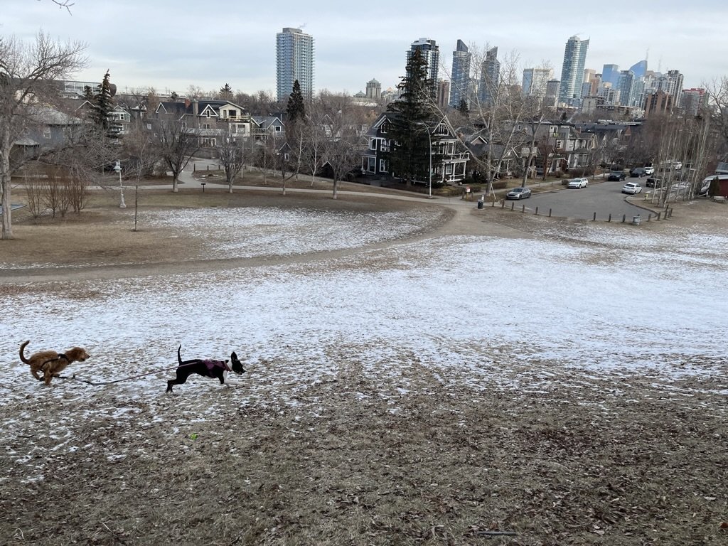Ozzy & Frankie - Sunalta YYC