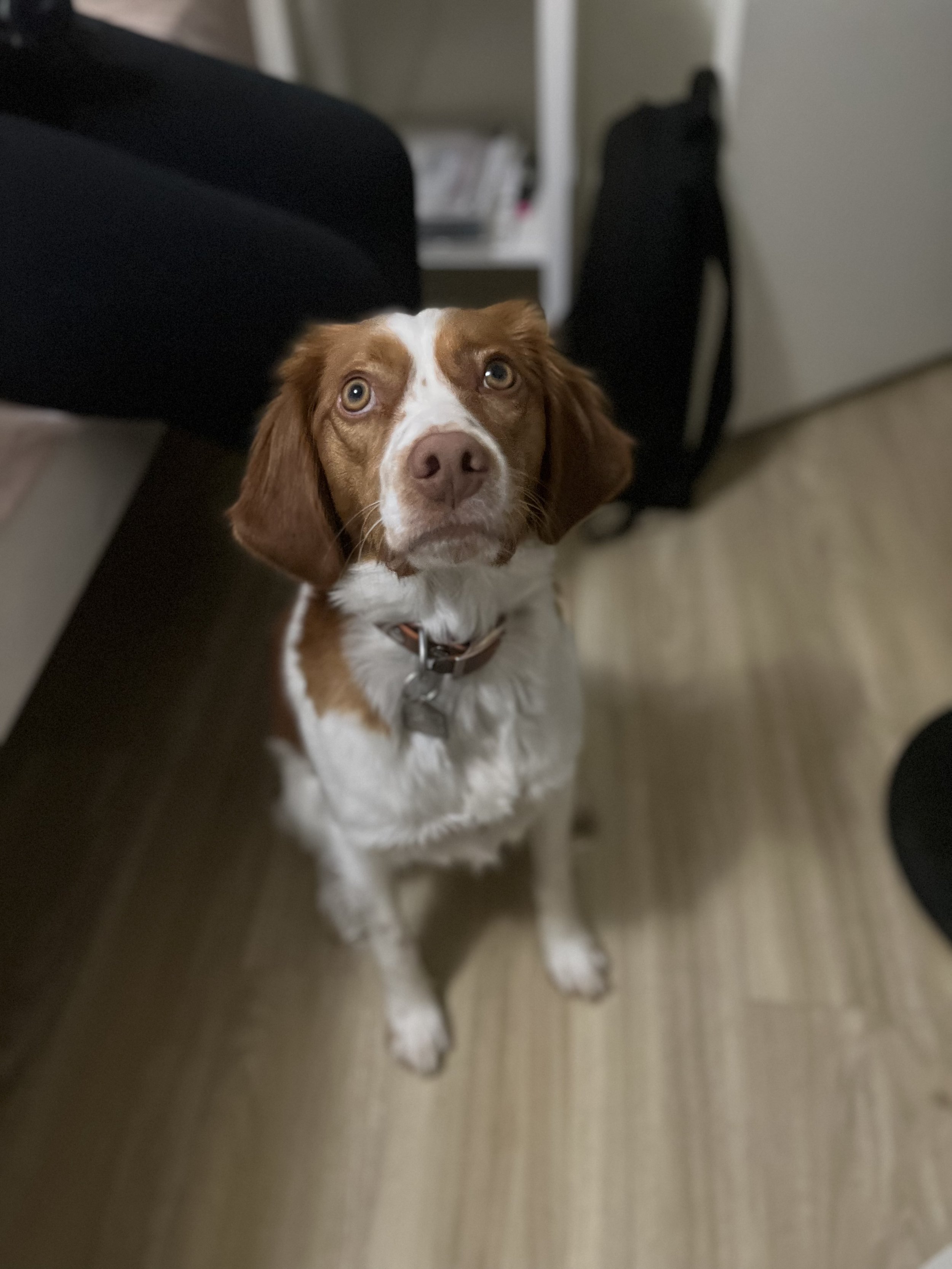 Birdie - Brittany Spaniel