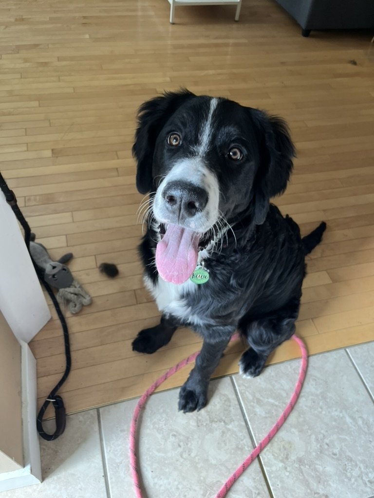 Kiwi - Bernedoodle