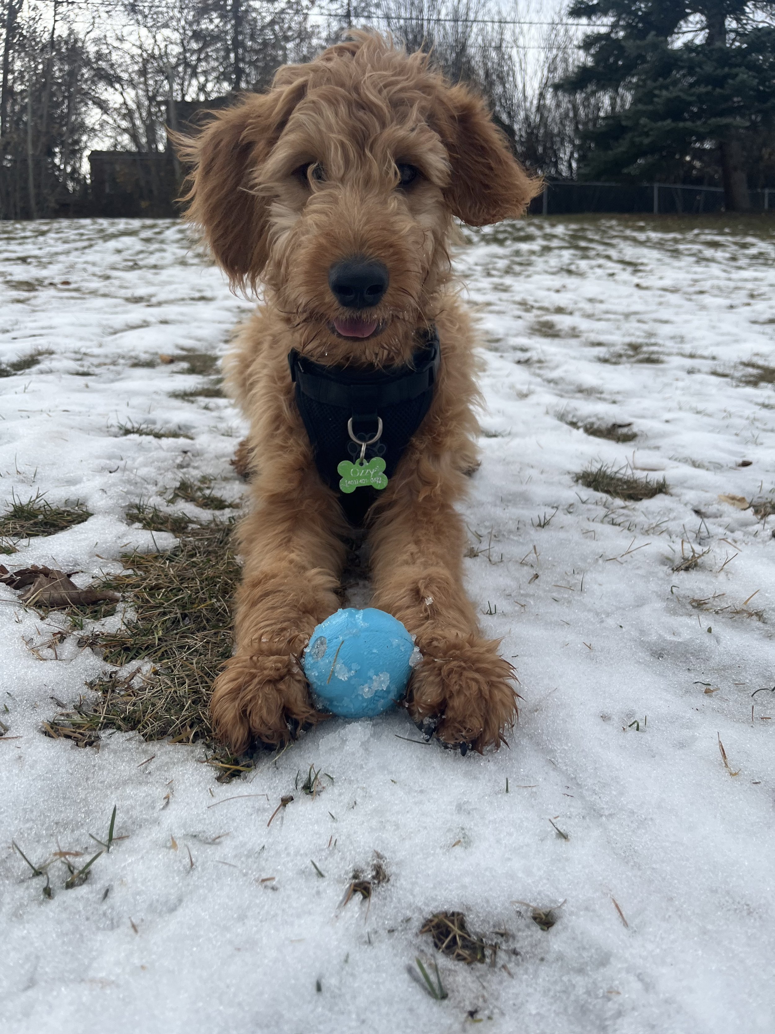 Ozzy - Goldendoodle