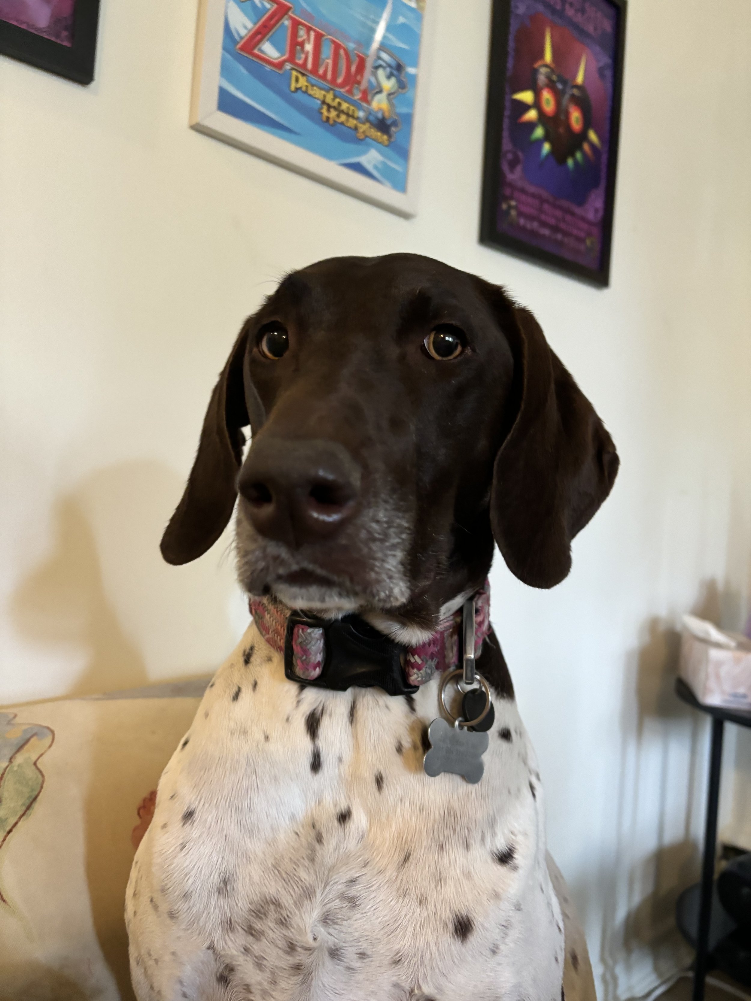 Solveig - German Shorthair Pointer