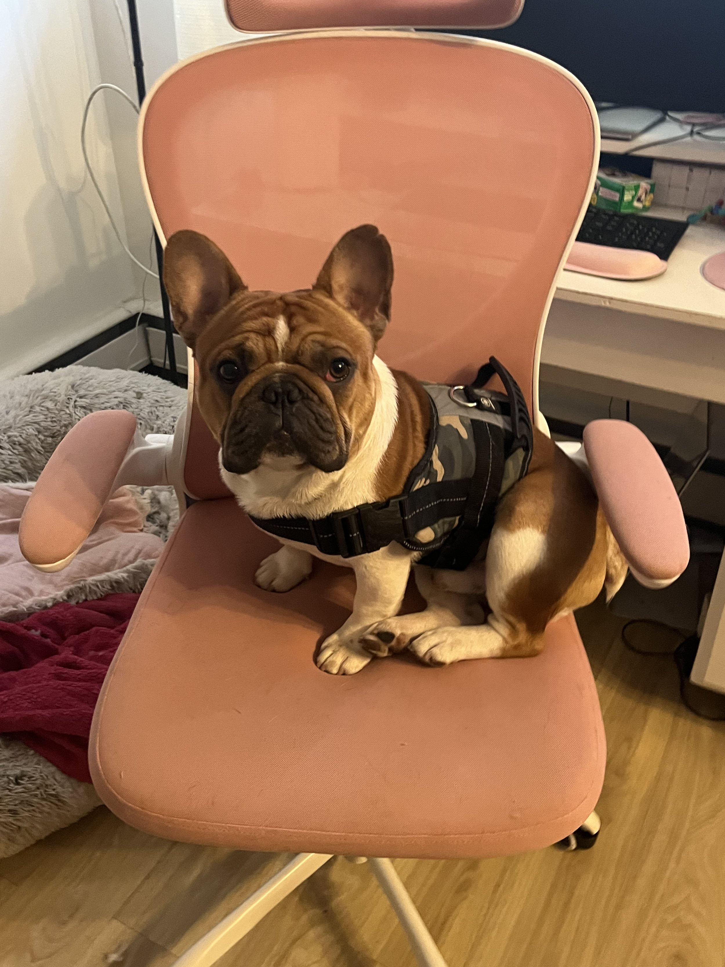 Zeus - French Bulldog