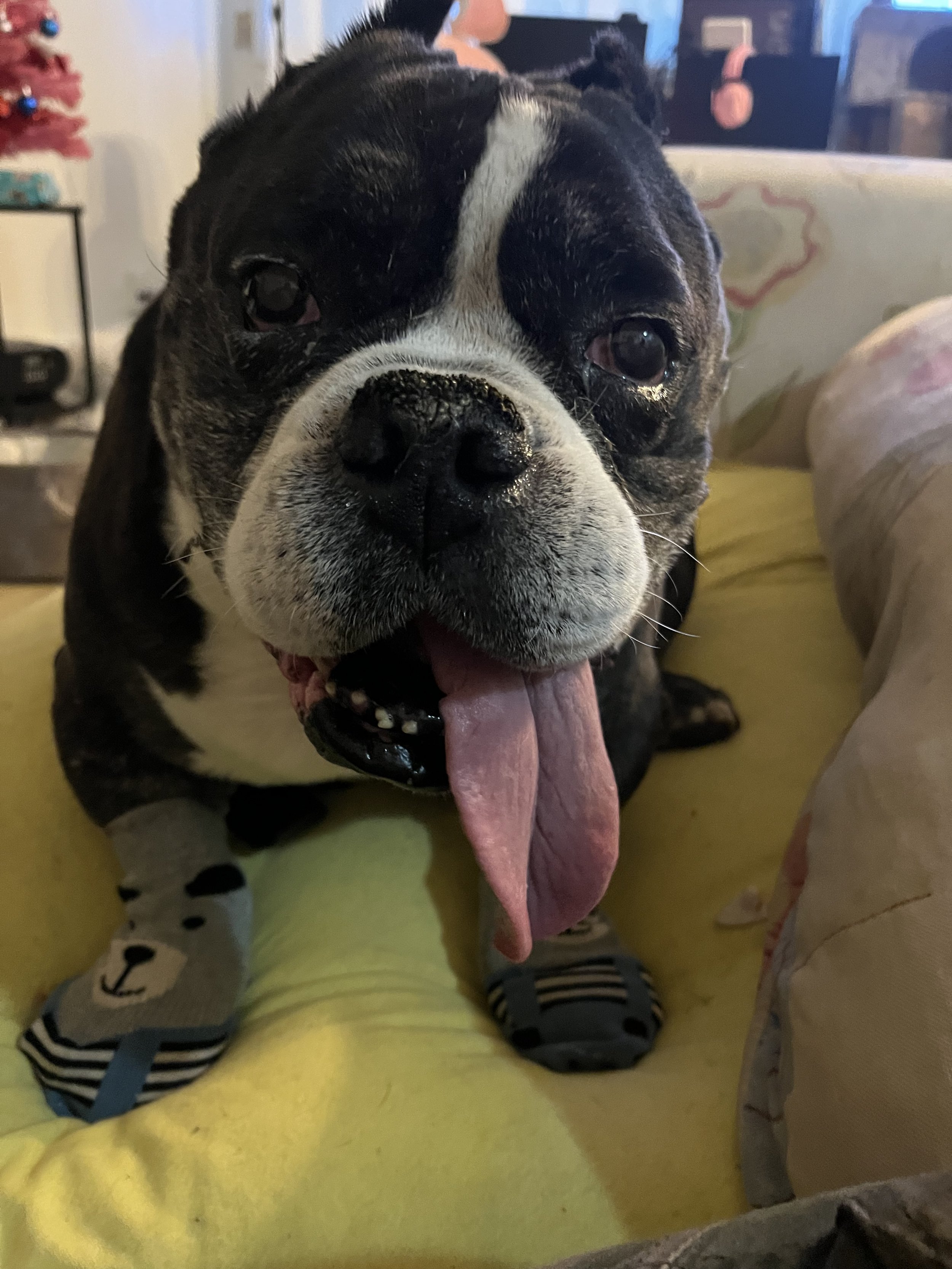 Tancho - Senior English Bulldog