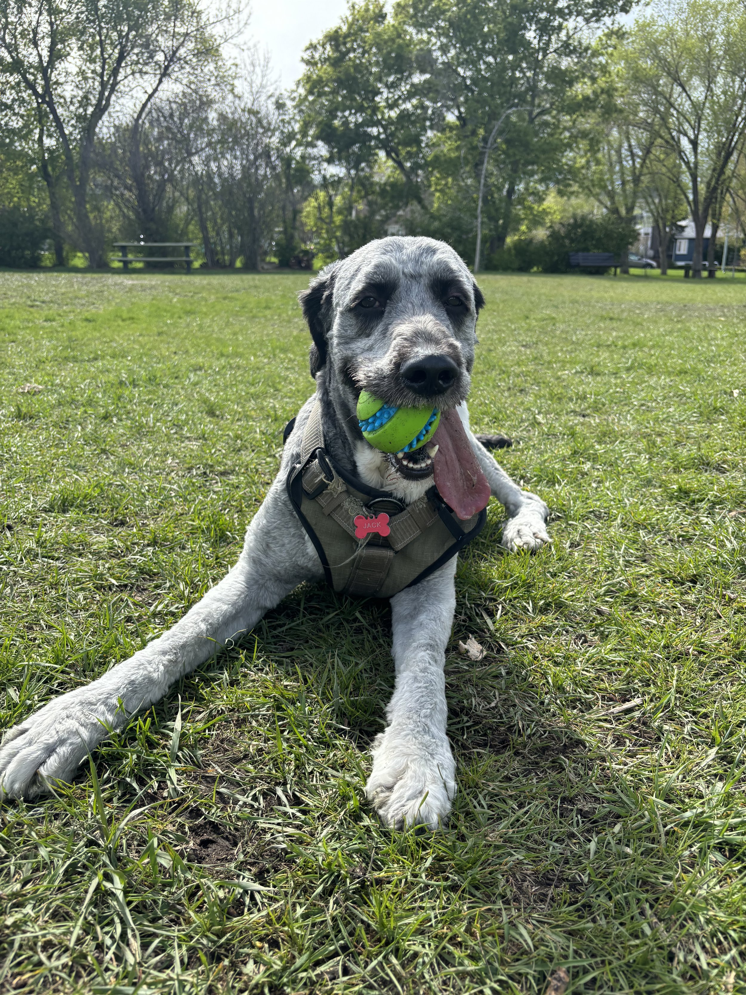 Jack - Bernedoodle