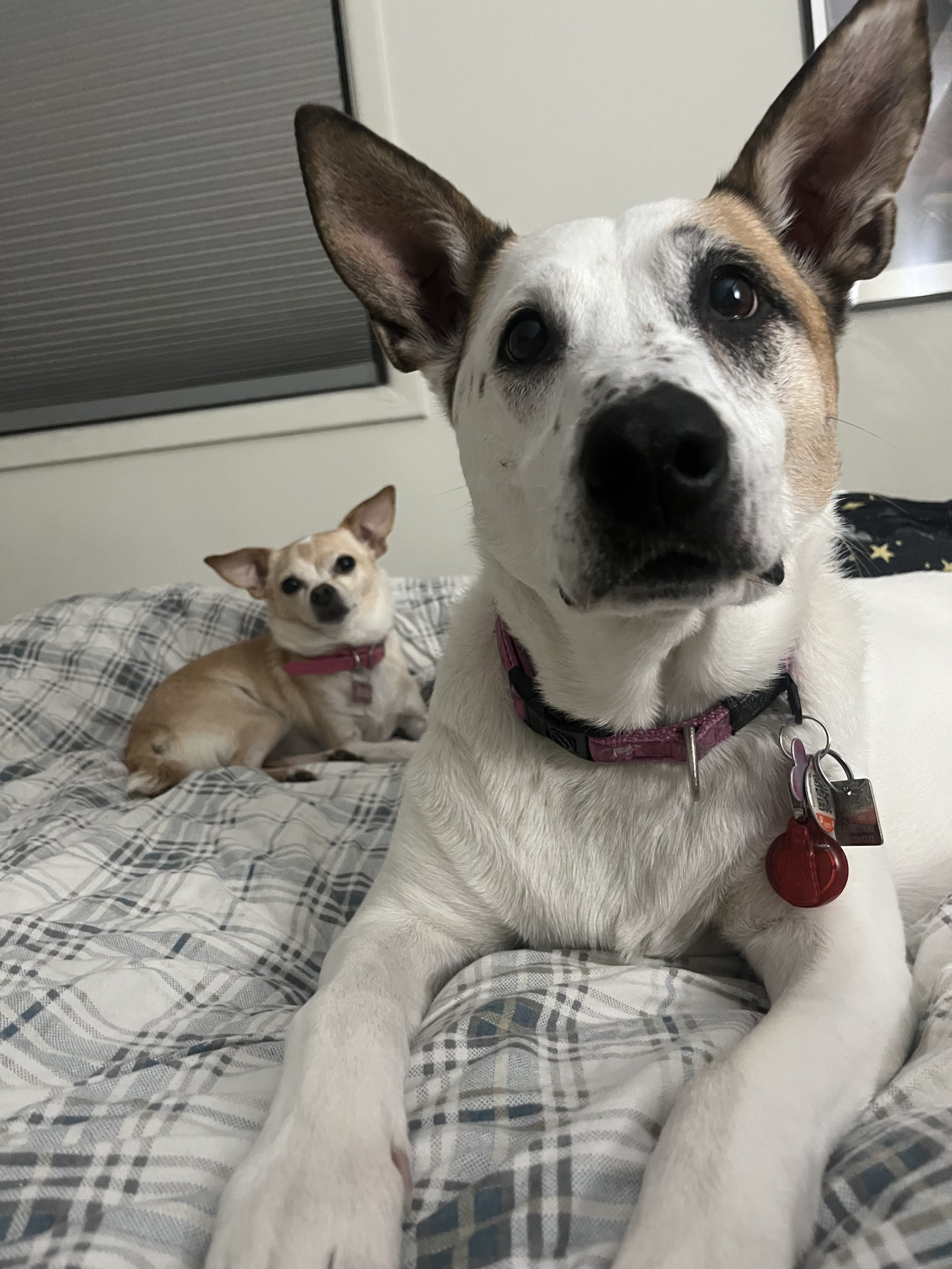 Peach & Chinook