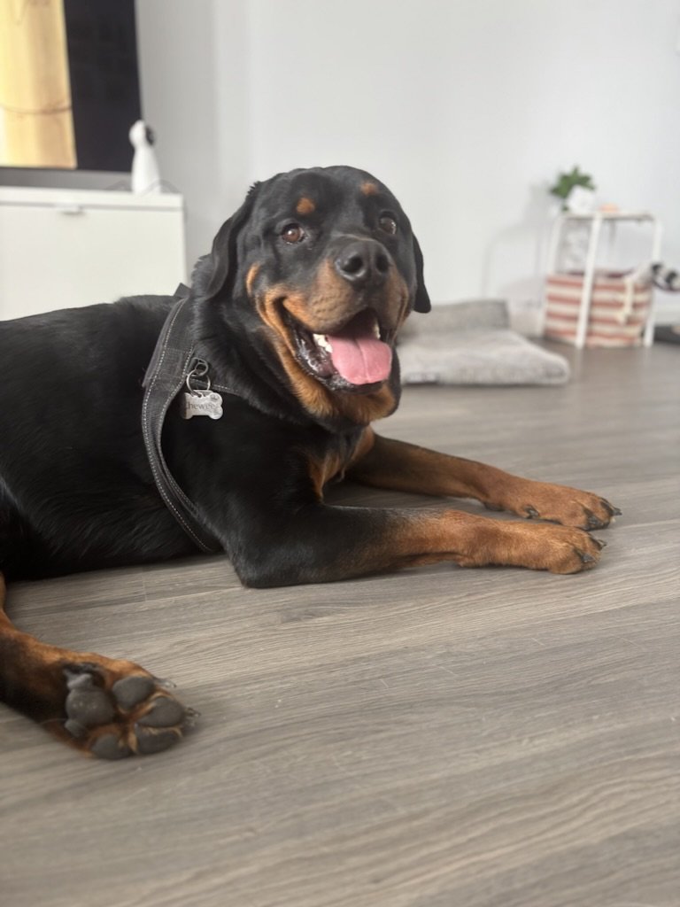 Chewee - Rottweiler